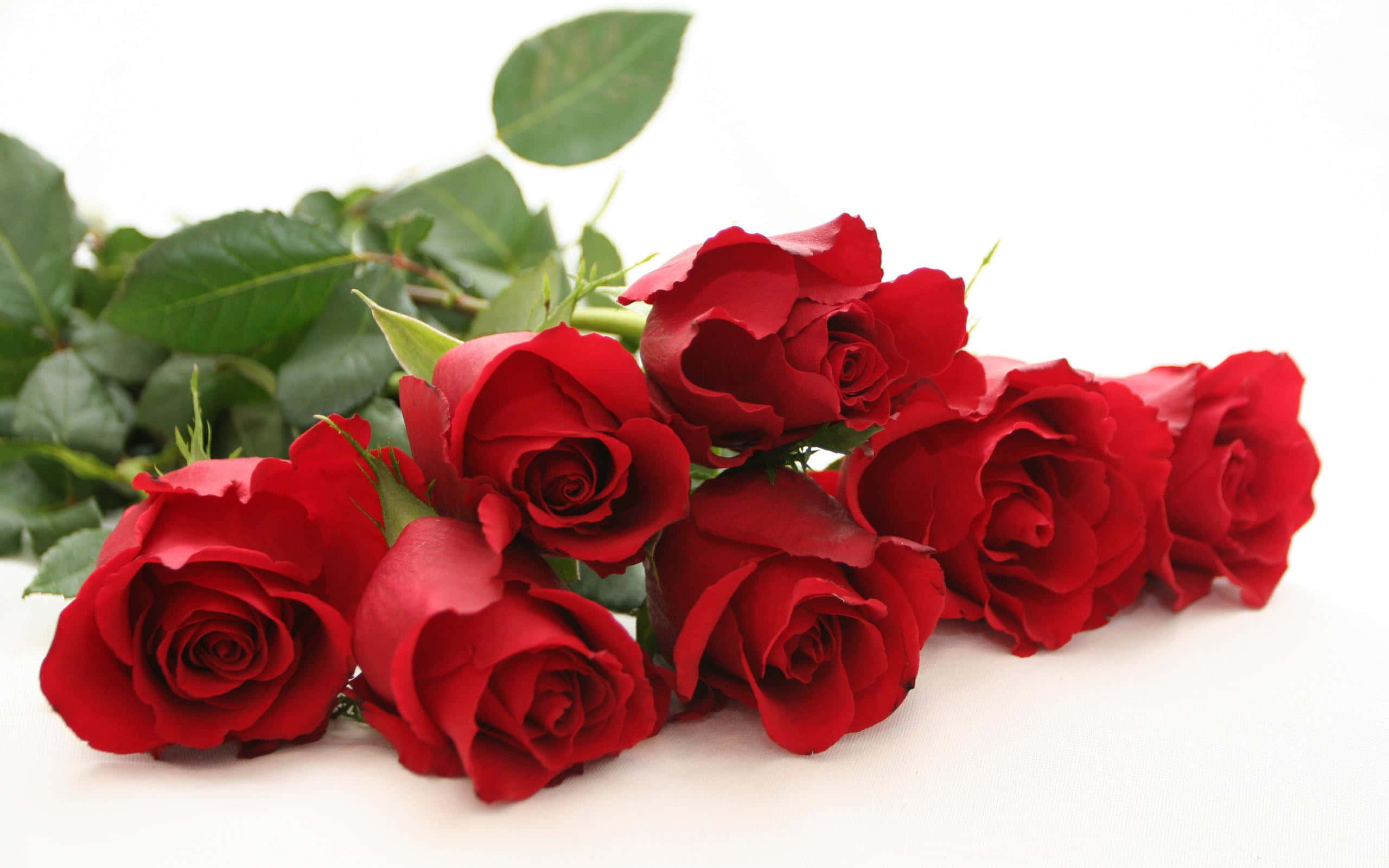 Rose Art 桌布 壁紙 — 一束鮮豔的深紅玫瑰，搭配茂盛的綠葉，優雅地放置在純白色的表面上。