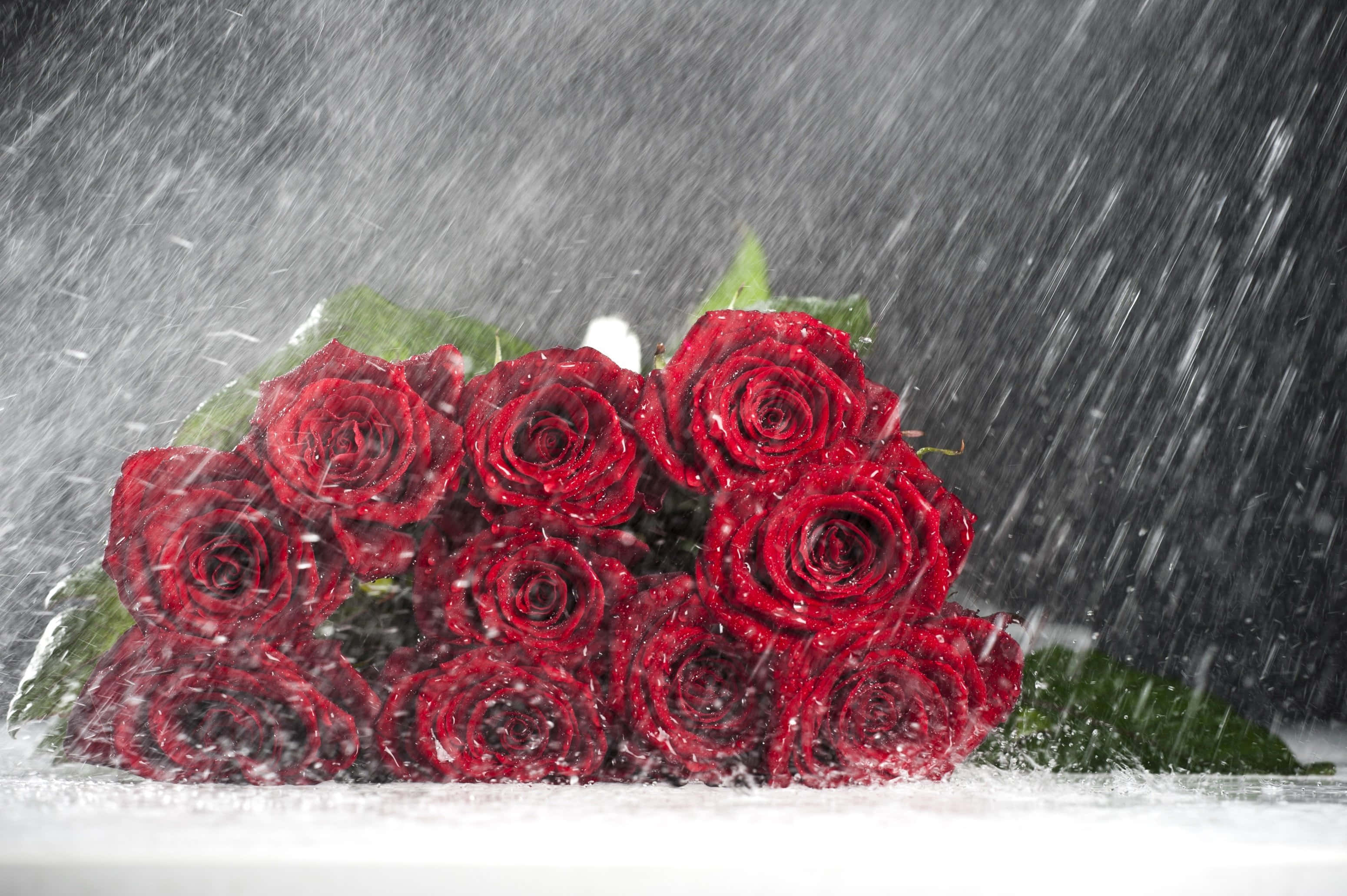 Rose In Rain 桌布 壁紙 — 一束鮮豔的紅玫瑰在深灰色背景上，在漫天大雪中閃閃發光。