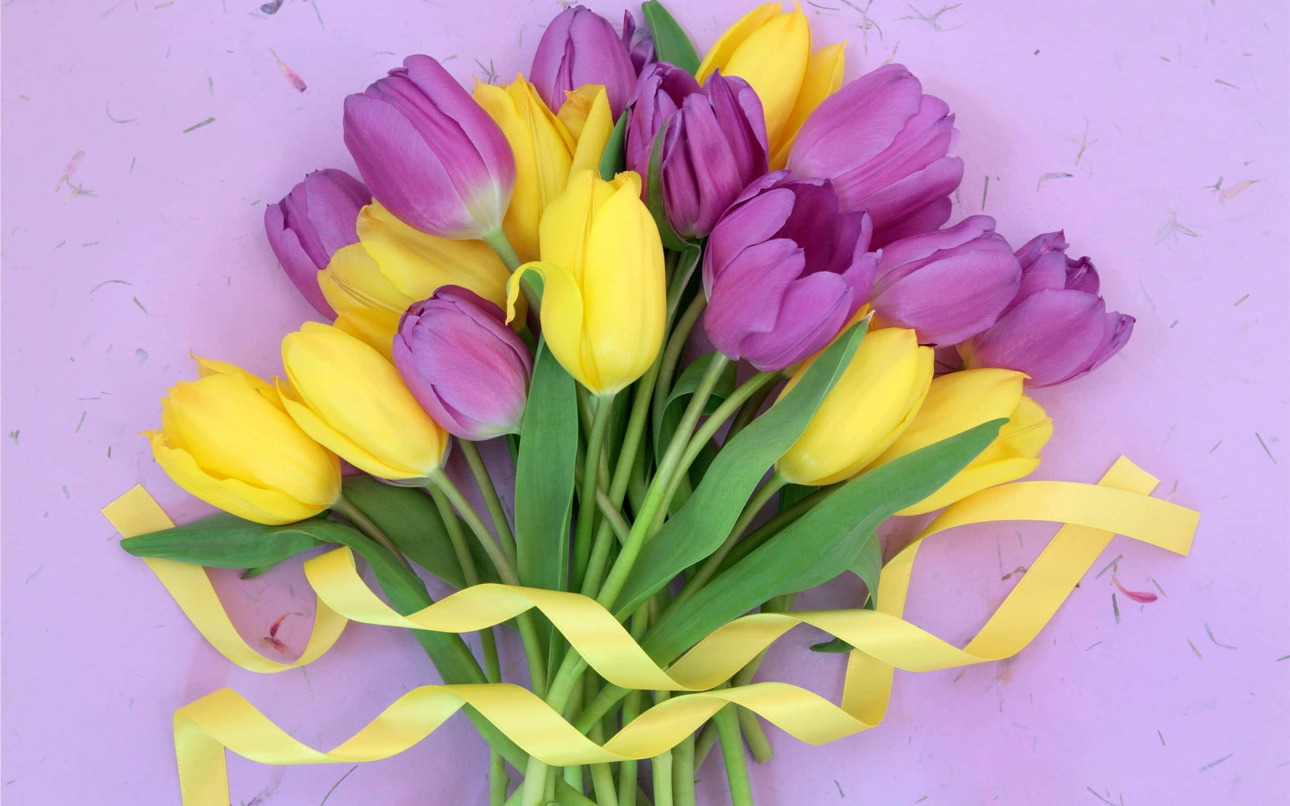 Yellow Tulips 桌布 壁紙 — 一束鮮豔的黃色和紫色鬱金香，用黃色絲帶綁著，放在柔和的薰衣草背景上。