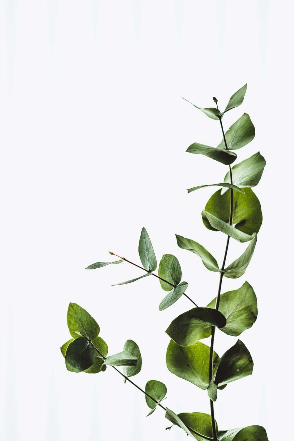 Vintage Aesthetic Plant 桌布 壁紙 — 一枝帶有光澤綠色葉子的尤加利樹枝，在柔和的白色背景上對角延伸。