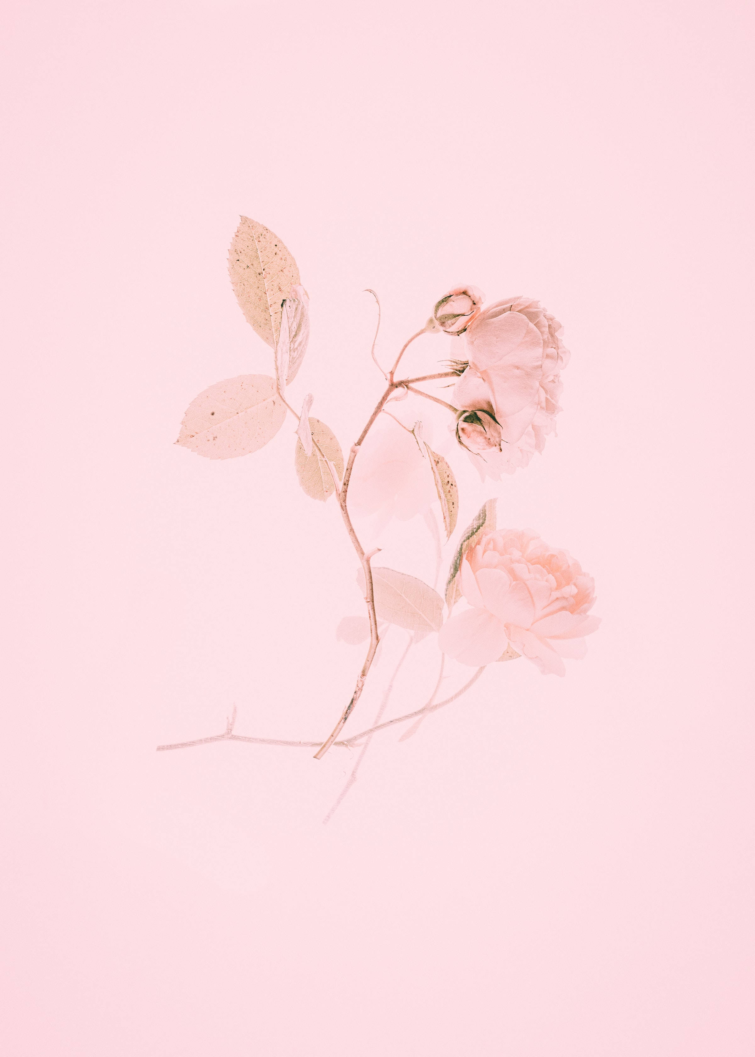 Roses 桌布 壁紙 — 一枝淡粉紅玫瑰和葉子的精緻枝條，在純色胭脂粉紅背景上輕輕飄浮。