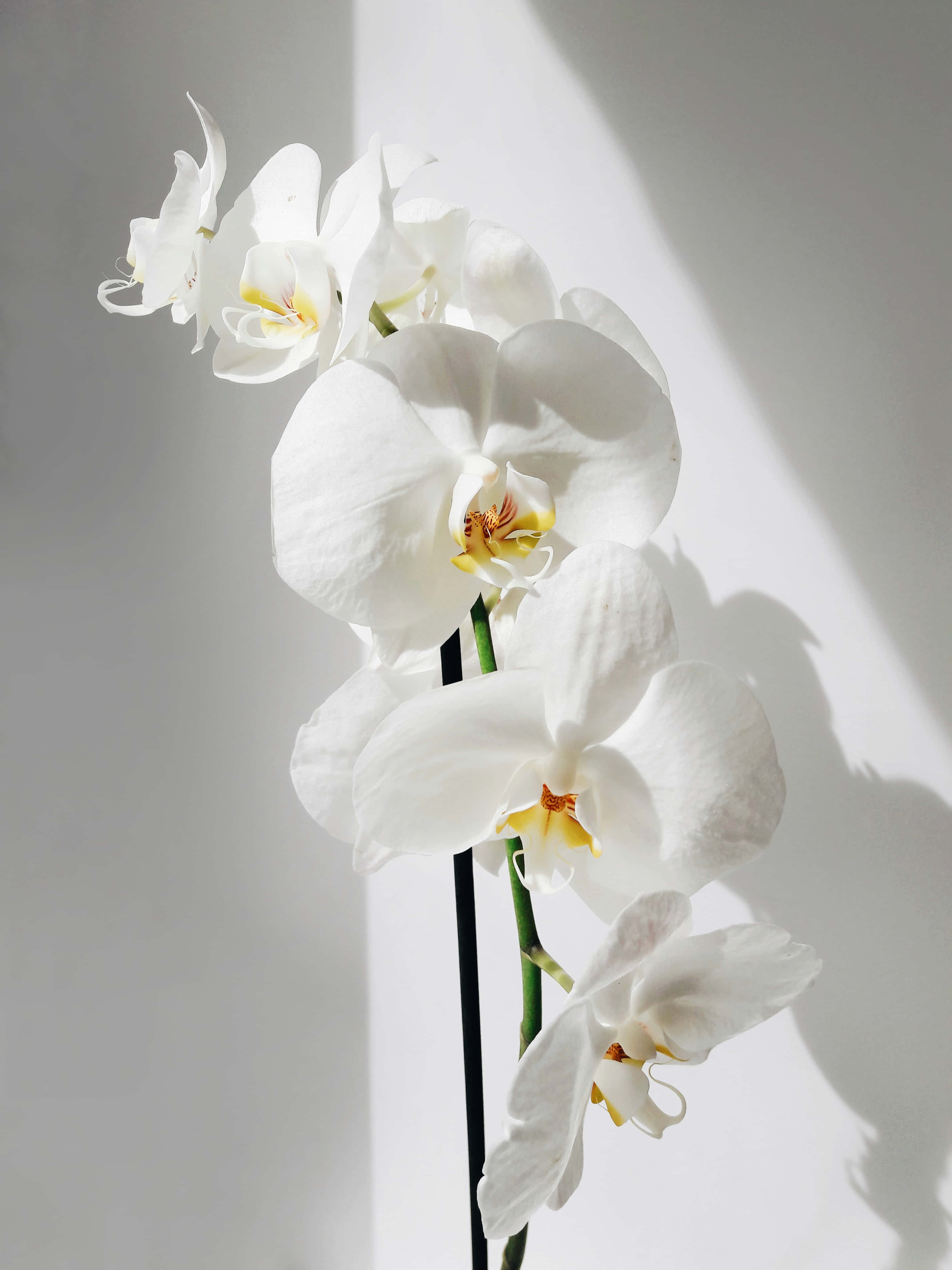 Orchid 桌布 壁紙 — 一枝白色蘭花，帶有黃色花心，沐浴在柔和陽光下，在素牆上投下戲劇性的陰影。