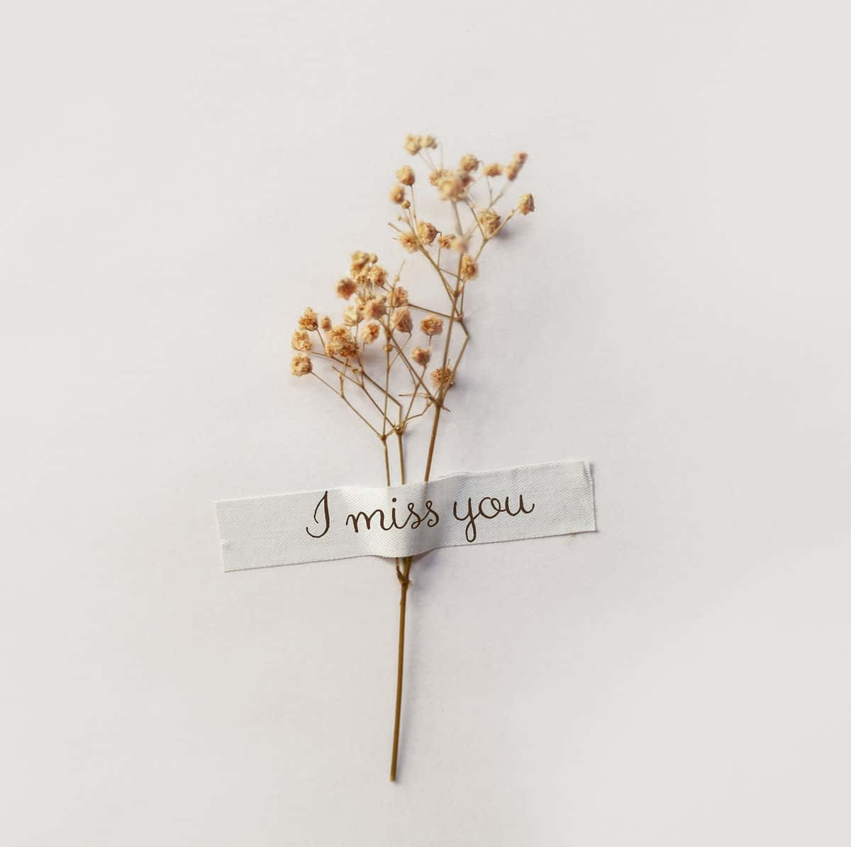 I Miss You 桌布 壁紙 — 一枝精緻的乾燥滿天星，附有一張手寫的「我想你」便條，襯以純白背景。
