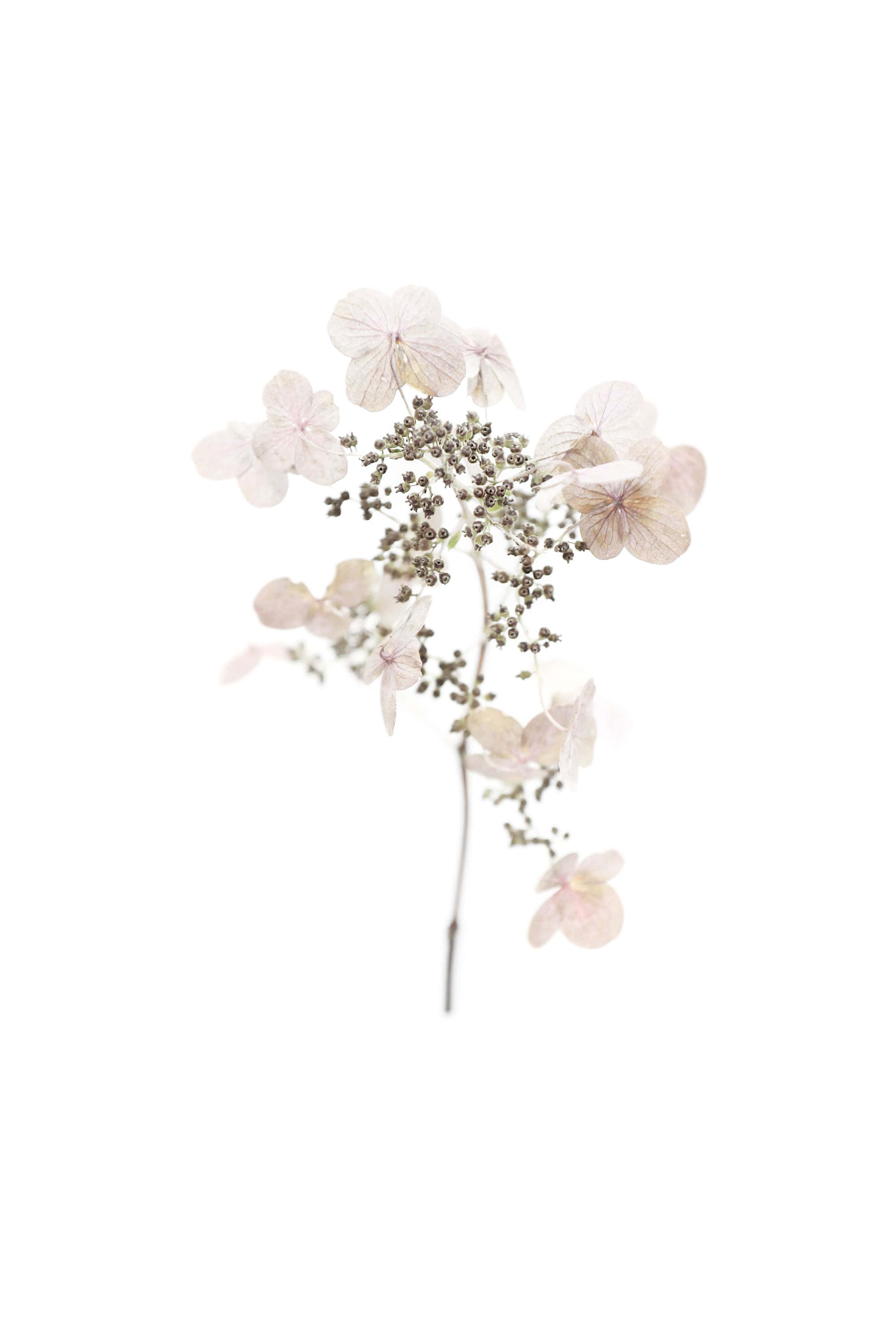 Dried Flowers 桌布 壁紙 — 一枝精緻的乾燥繡球花枝，帶有柔軟的粉紅色花瓣和細小的種子莢，立在純白色背景前。