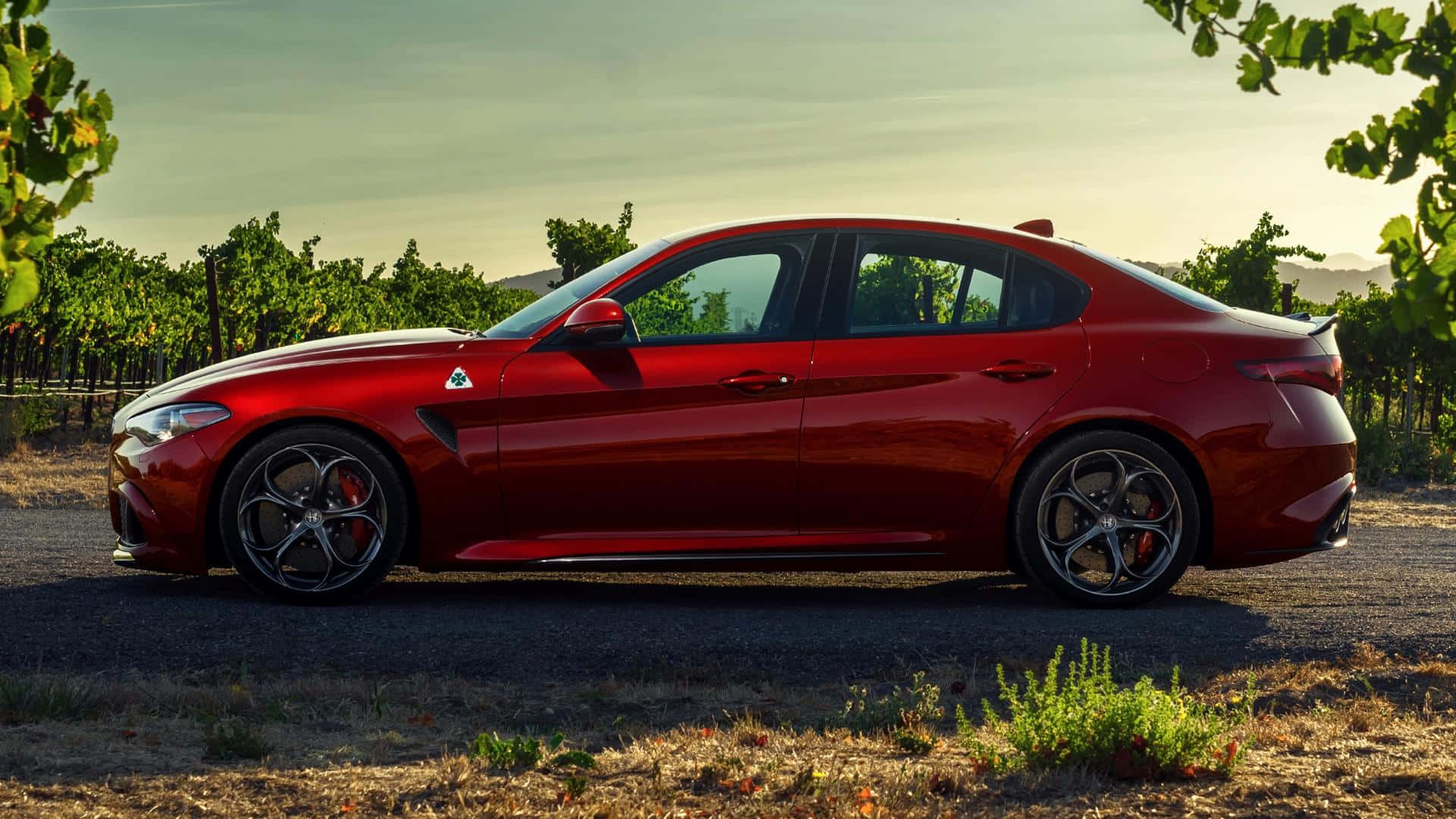 Alfa Romeo Giulia 桌布 壁紙 — 一架亮紅色嘅Alfa Romeo Giulia Quadrifoglio停泊喺碎石路上，旁邊係一排排葡萄藤，背景係柔和嘅金色日落天空。