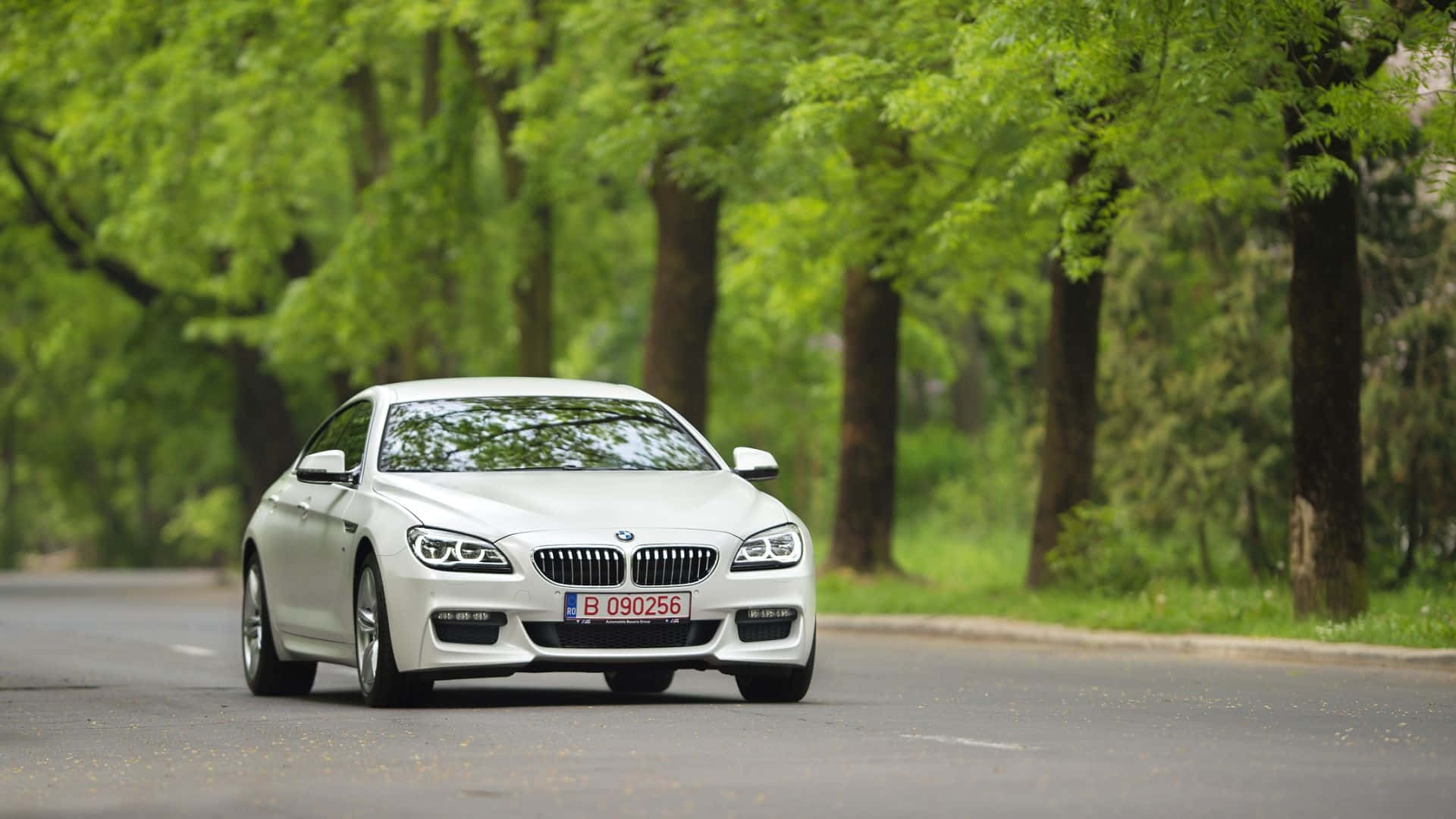 Bmw 6 Series 桌布 壁紙 — 一架時尚的白色寶馬轎跑車在明亮的綠色夏季樹葉下行駛在綠樹成蔭的道路上。