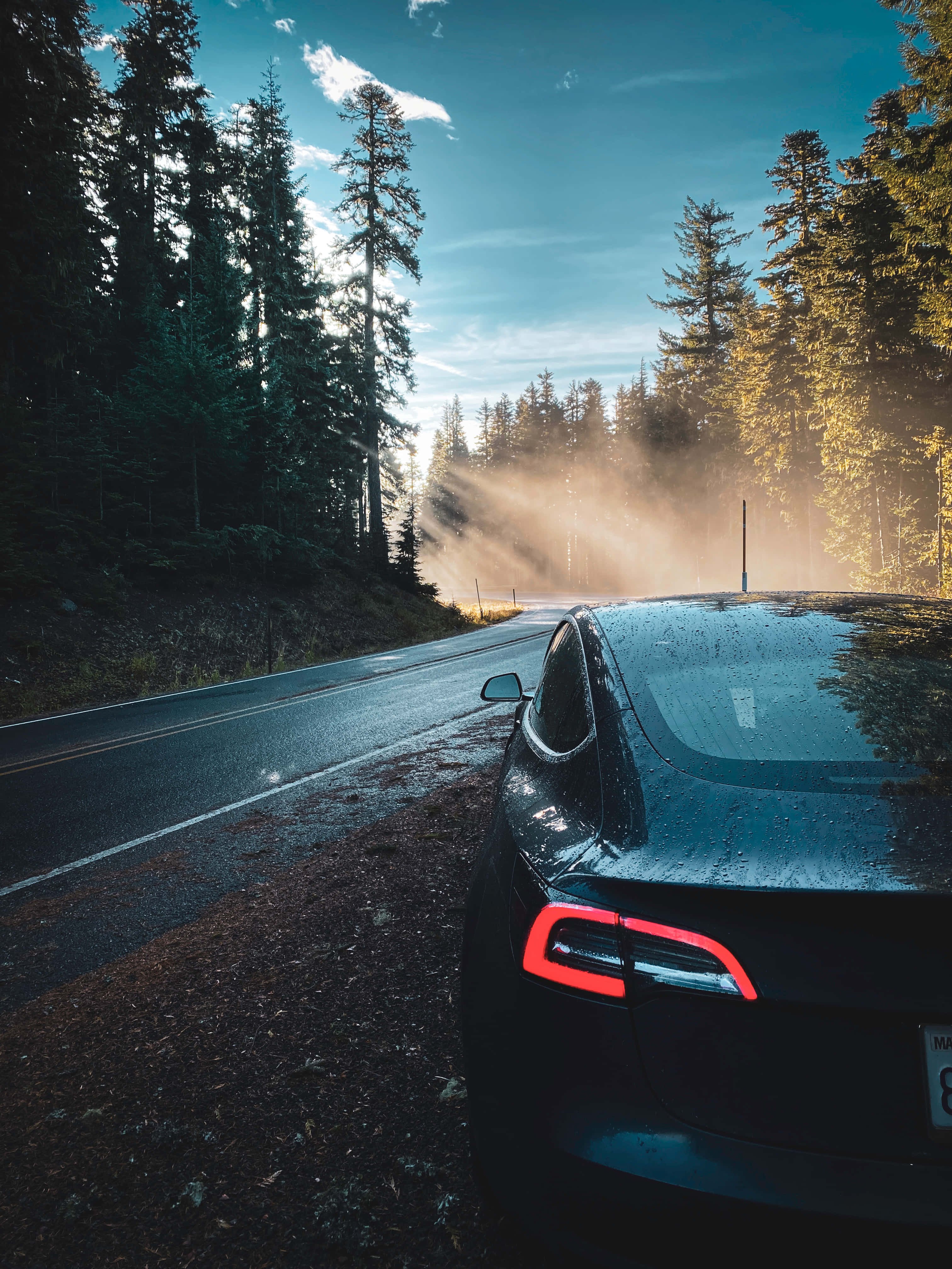 tesla 桌布 壁紙 — 一架時尚黑色Tesla停泊在濕潤的森林道路上，金色陽光穿過高大的松樹灑落。