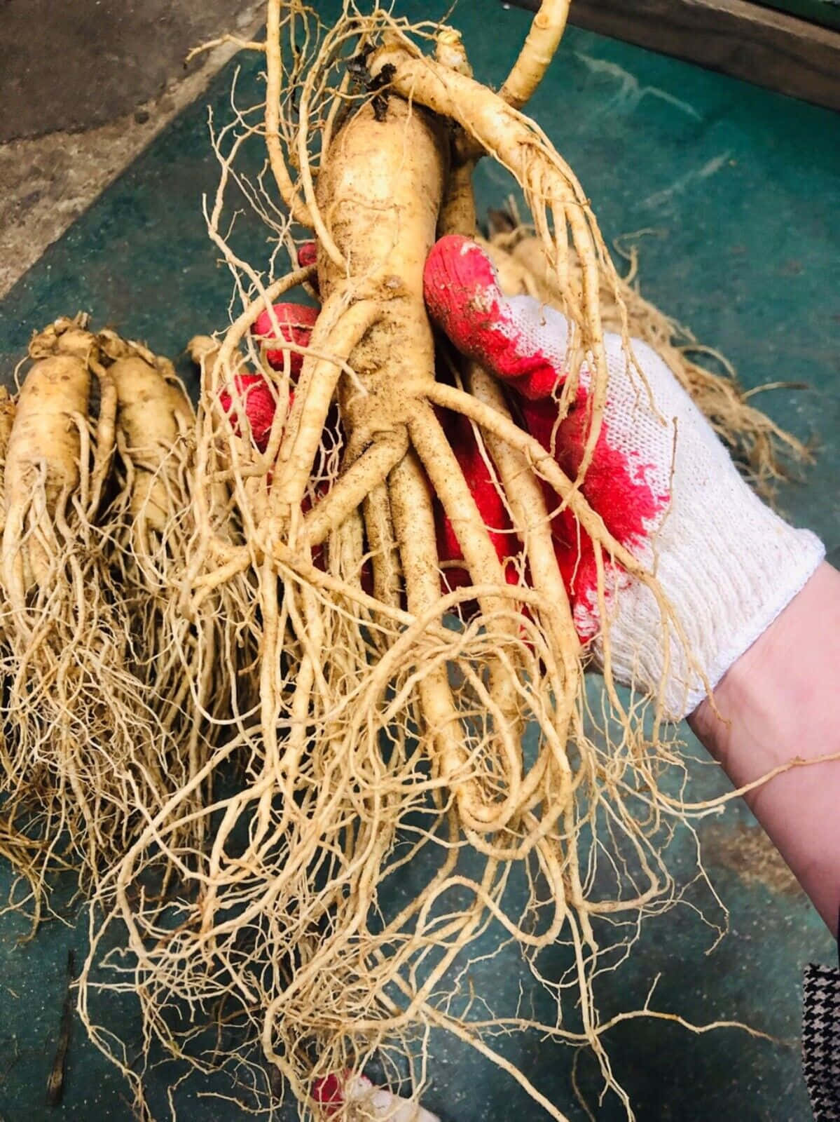 戴著紅白手套的手拿著剛收穫的人參根。