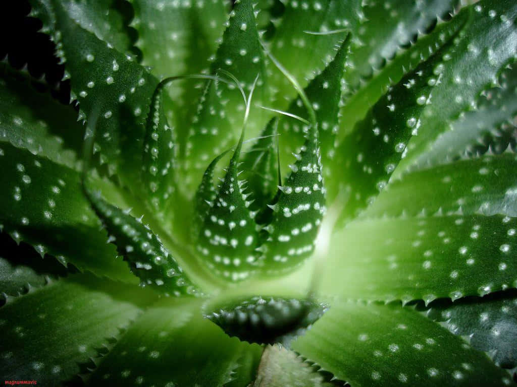 Aloe Vera 桌布 壁紙 — 一株充滿活力的綠色多肉植物特寫，葉緣呈鋸齒狀，帶有白色斑點，在深色背景下柔和發光。
