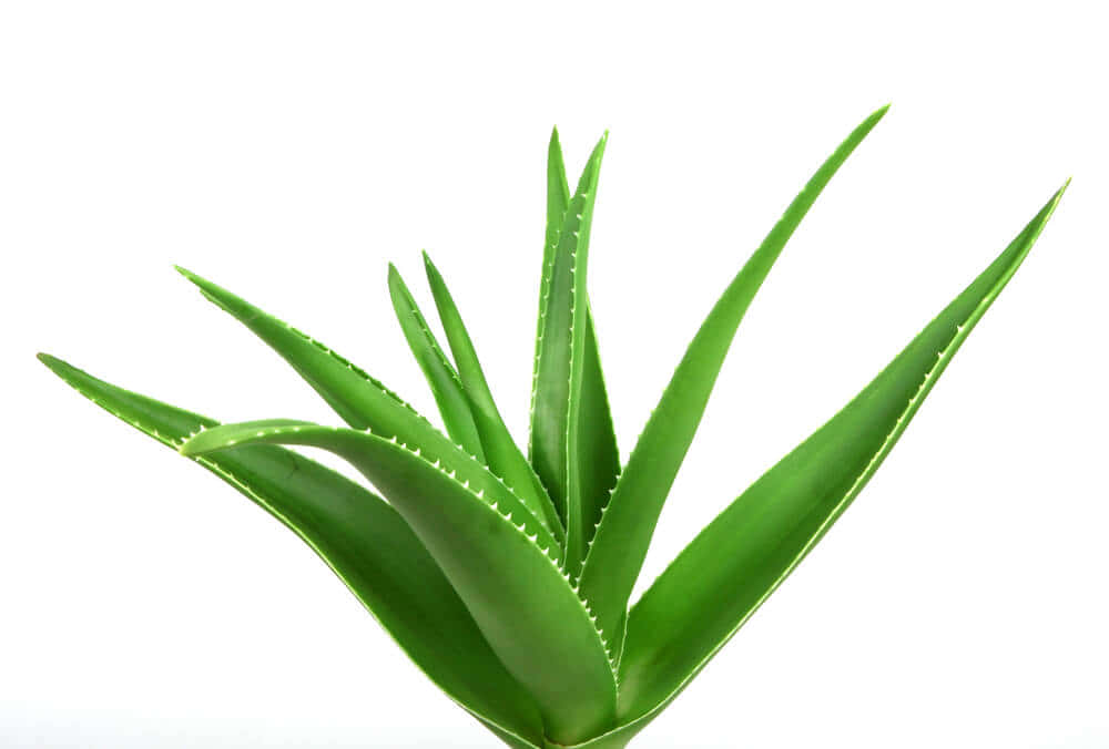 Aloe Vera 桌布 壁紙 — 一株充滿活力的綠色蘆薈植物，帶有鋸齒狀葉子，在純白色背景下脫穎而出。