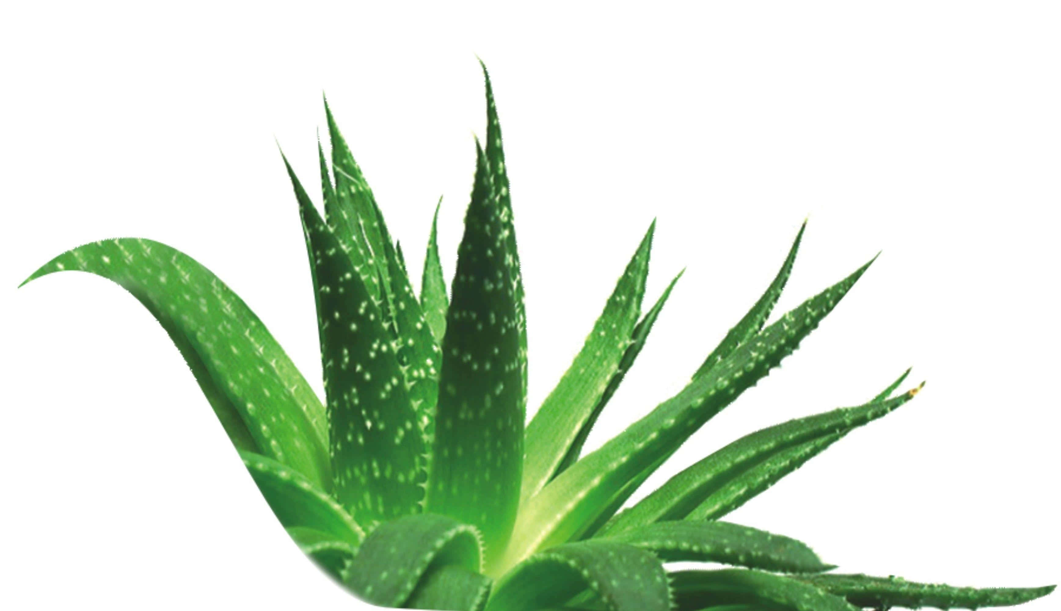 Aloe Vera 桌布 壁紙 — 一株充滿活力的綠色蘆薈植物，帶有鋸齒狀葉片和白色斑點，在純白色背景上脫穎而出。