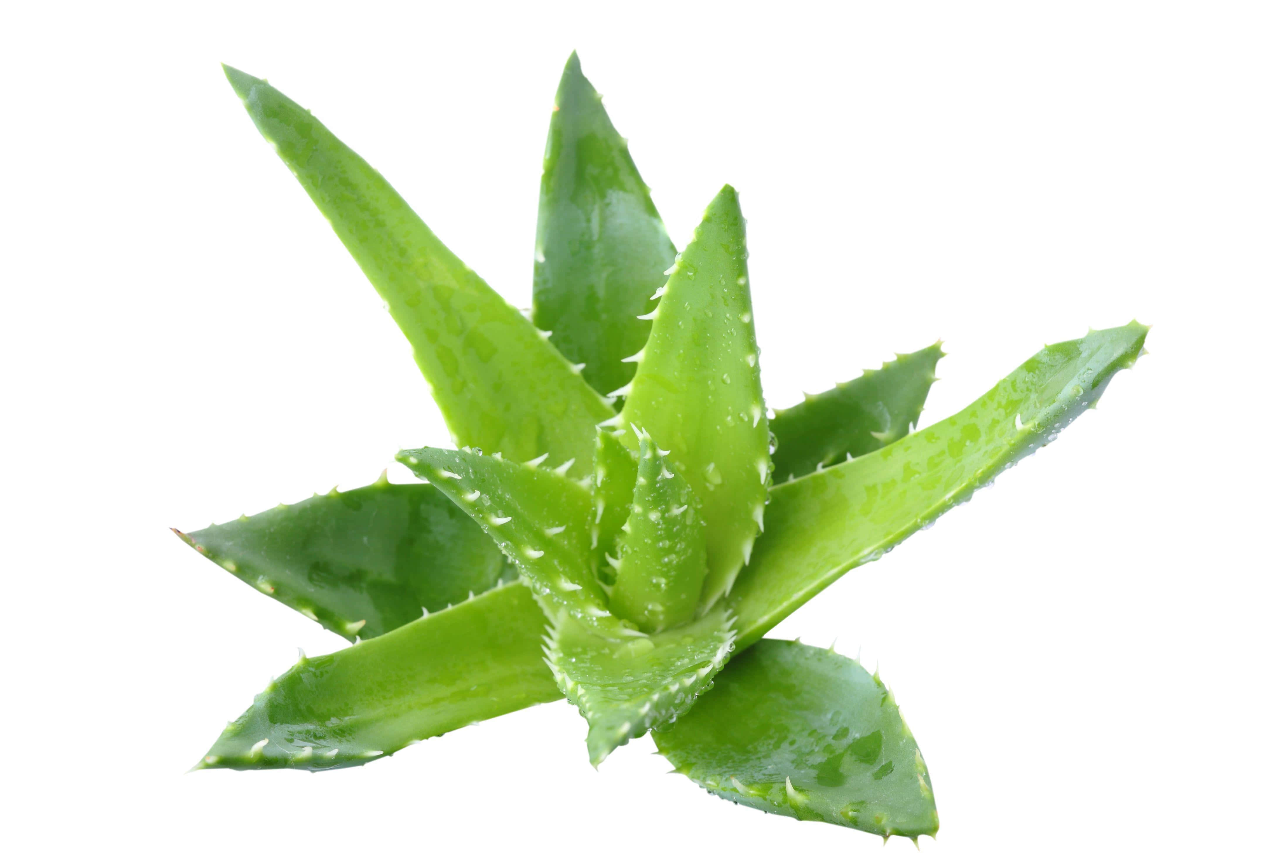 Aloe Vera 桌布 壁紙 — 一株充滿活力的綠色蘆薈植物，帶有鋸齒狀葉片和露珠，孤立在純白色背景上。