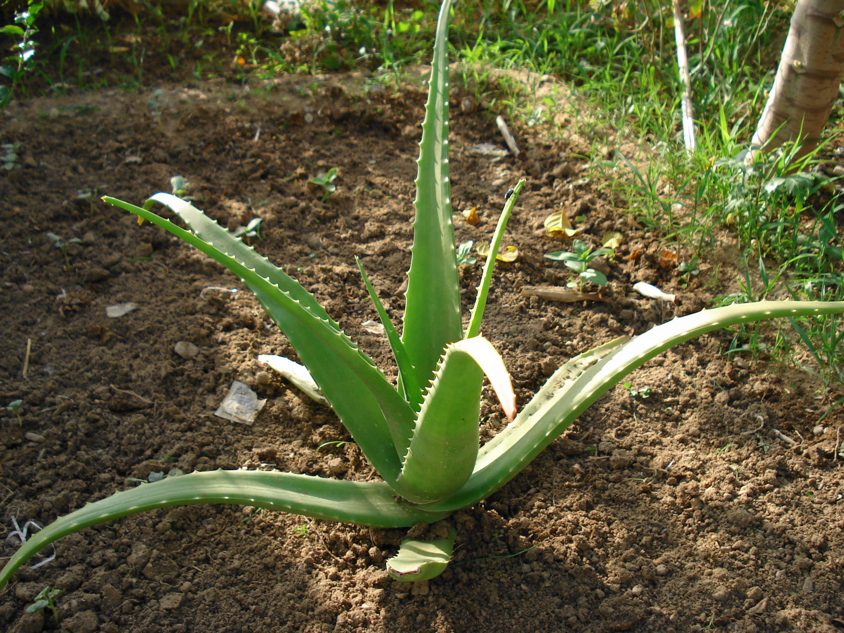 Aloe Vera 桌布 壁紙 — 一株充滿活力的綠色蘆薈植物，帶有鋸齒狀葉子，生長在由草和落葉環繞的肥沃棕色土壤中。