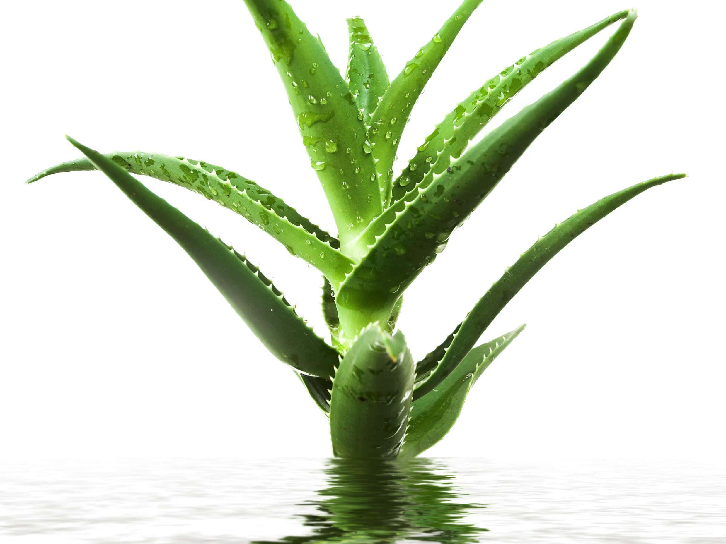 Aloe Vera 桌布 壁紙 — 一株充滿活力的綠色蘆薈植物帶有露珠，站在平靜的水中，背景是明亮的白色。