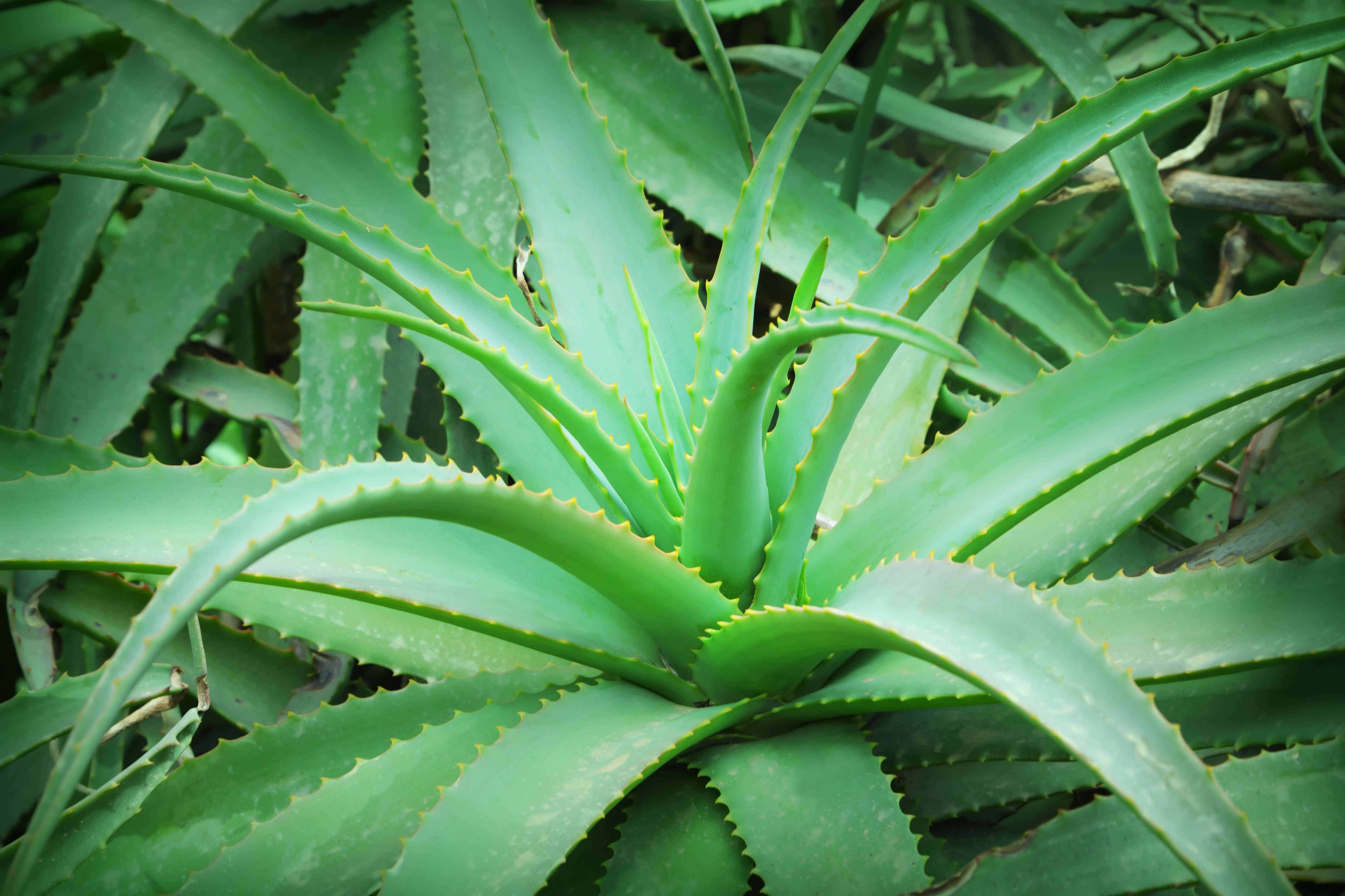 Aloe Vera 桌布 壁紙 — 一株充滿活力的綠色蘆薈植物特寫，鋸齒狀葉片從中心點向外輻射。