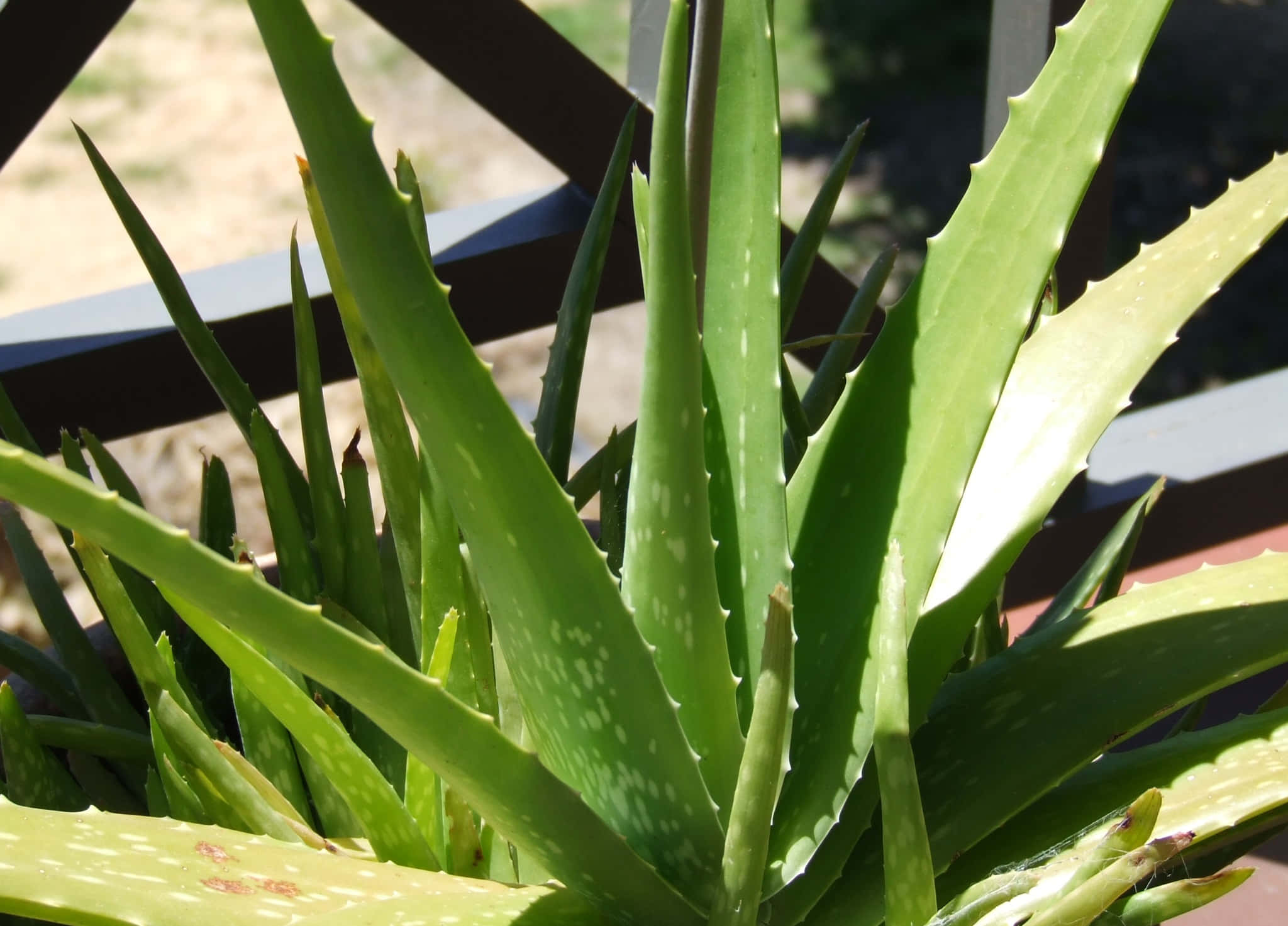 Aloe Vera 桌布 壁紙 — 一株充滿活力的綠色蘆薈植物特寫，鋸齒狀葉子在明亮的陽光下沐浴。