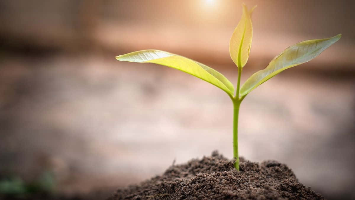 Compost 桌布 壁紙 — 一株嬌嫩的幼小植物，長有三片葉子，從沐浴在溫暖金色陽光下的肥沃土壤中冒出。
