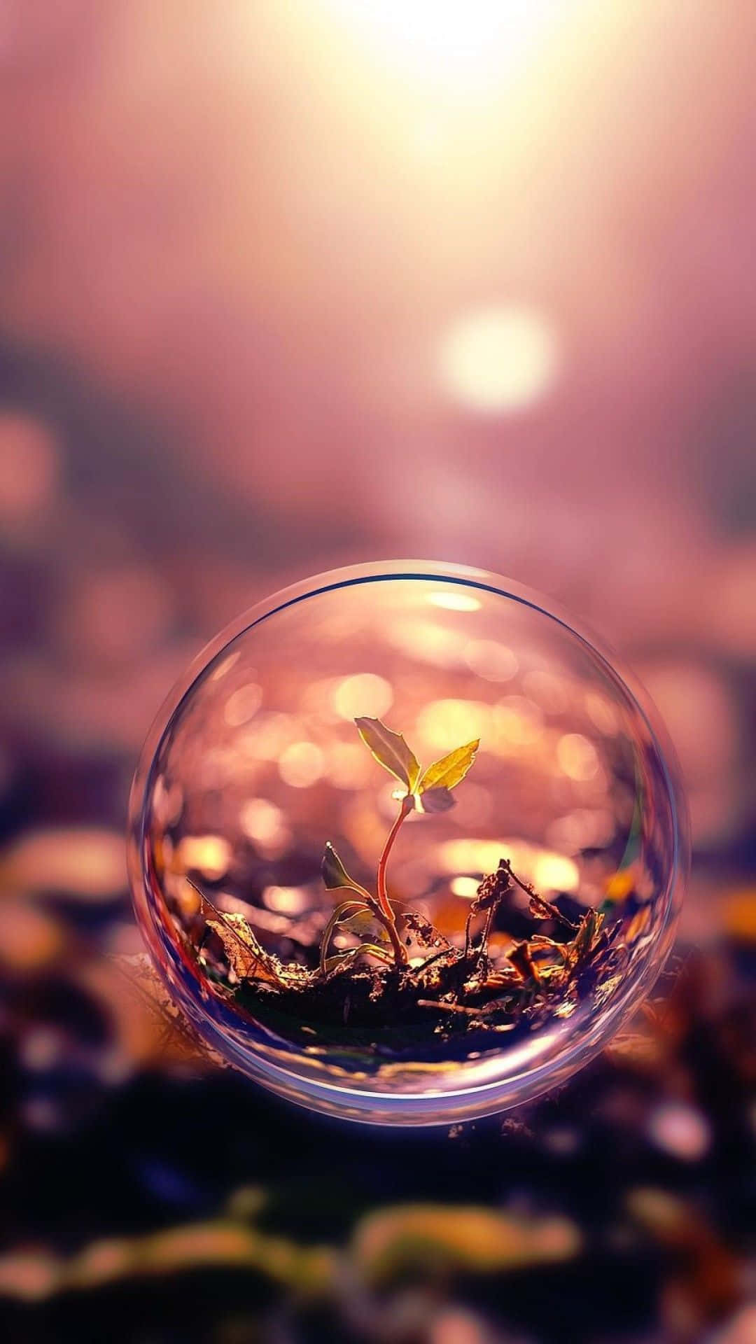 Transparent 桌布 壁紙 — 一株嬌嫩的幼苗在玻璃球內生長，背景是溫暖閃耀的夕陽。