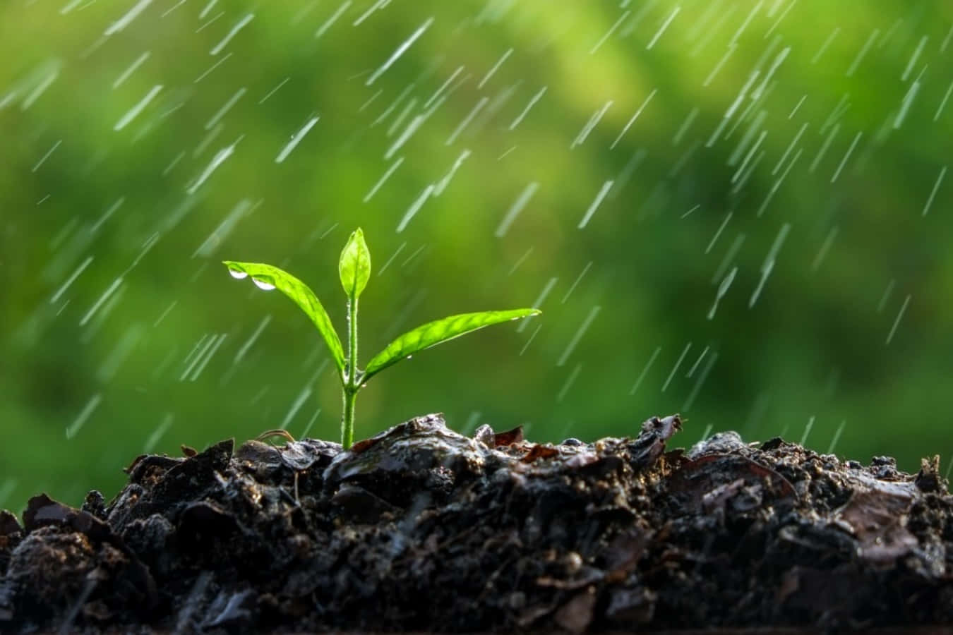 落雨 桌布 壁紙 — 一株嬌嫩的綠色幼苗從黑暗的土壤中冒出，雨滴落在柔和模糊的綠色背景上。