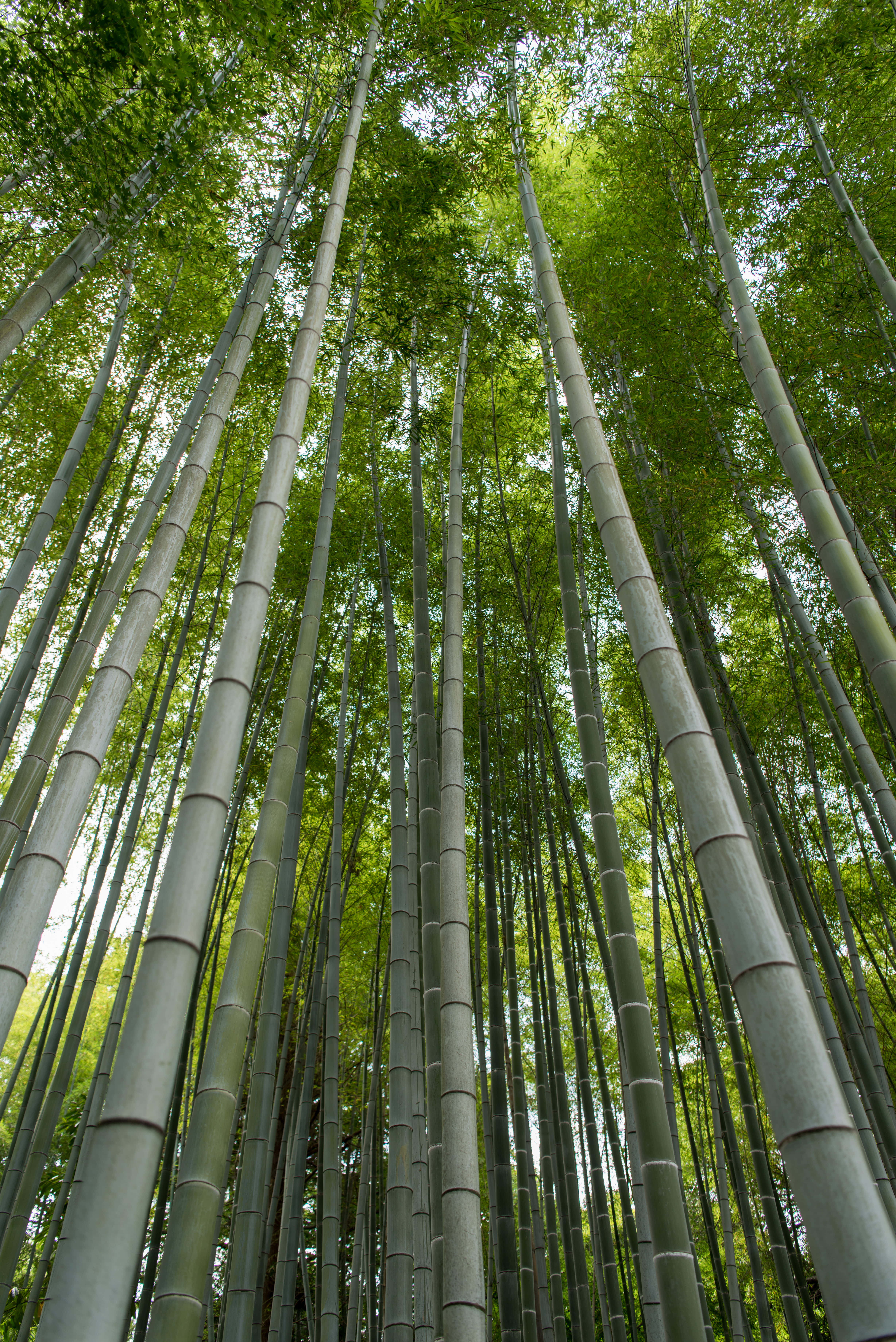 一株孤獨樹木籠罩在薄霧之中 壁紙 — 高聳的竹莖在茂密的森林樹冠中伸向天空，過濾著斑駁的陽光。