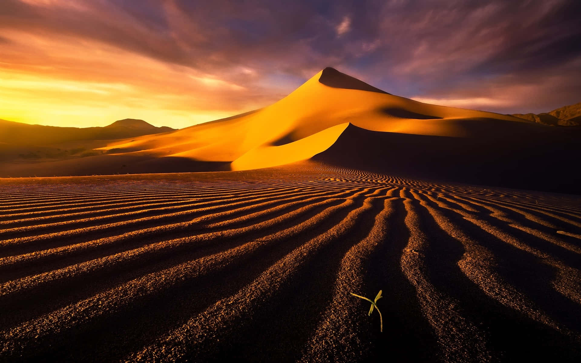 Sand Dunes 桌布 壁紙 — 一株孤獨的沙漠植物從波紋狀的沙丘中冒出，沐浴在金色的日落光線中，上方有戲劇性的紫色雲彩。