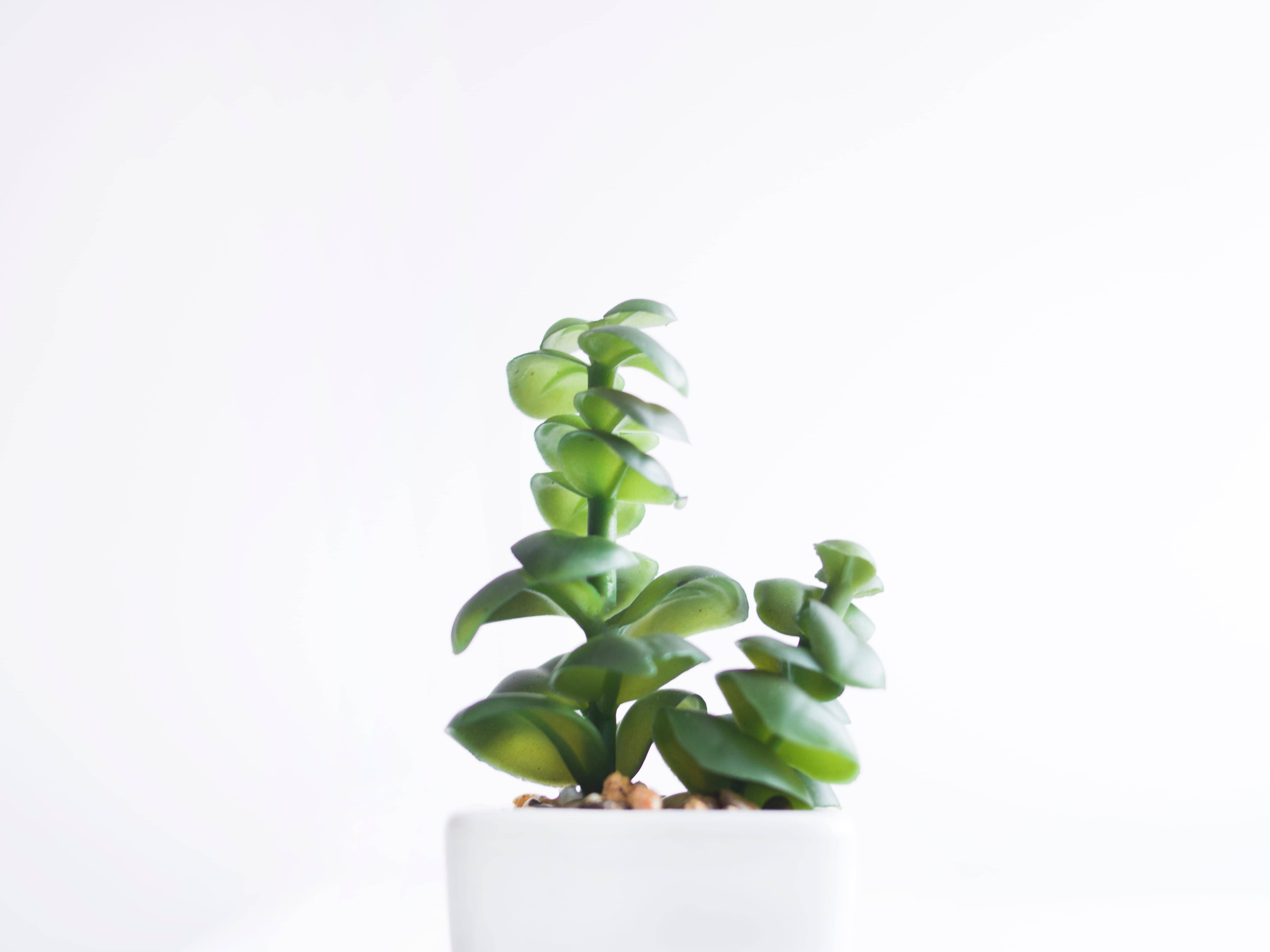 植物美學 桌布 壁紙 — 一株帶有螺旋葉片的鮮綠色多肉植物，放在白色花盆中，背景是明亮的簡約風格。