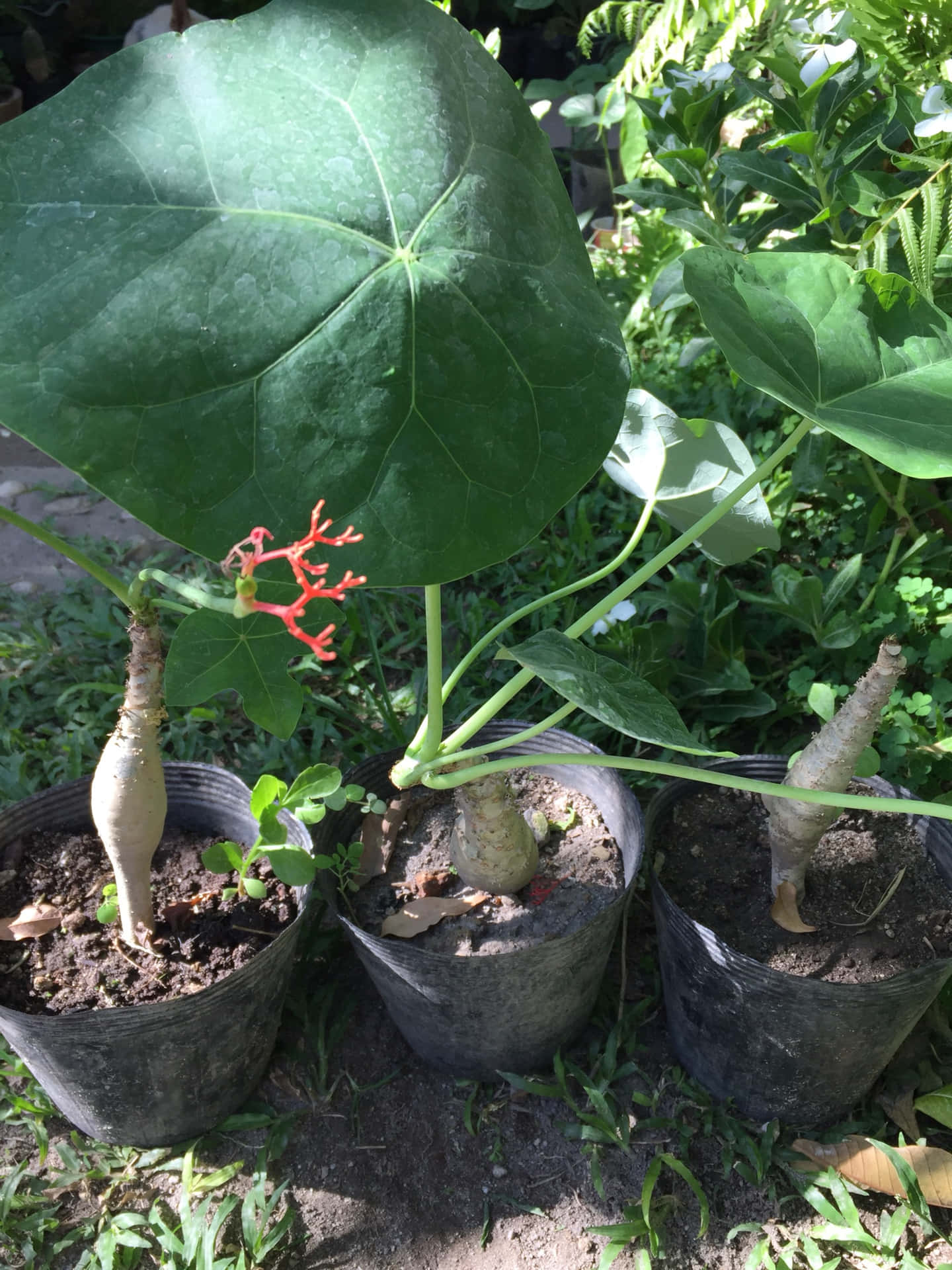 三盆有大型綠色葉子的盆栽植物，其中一盆有珊瑚紅色的花朵。