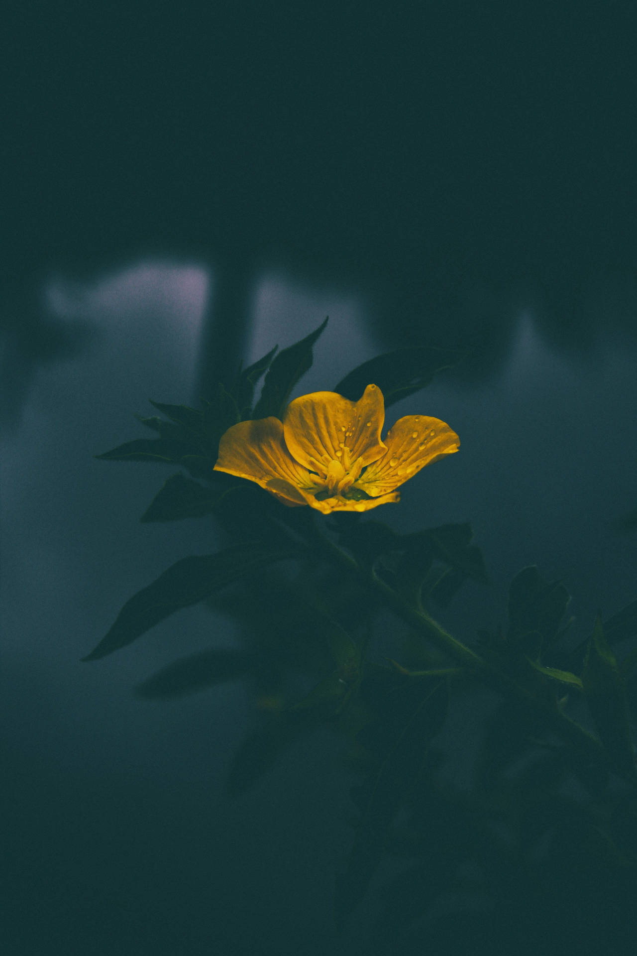 一朵黃色花朵在深藍綠色背景中柔和發光。