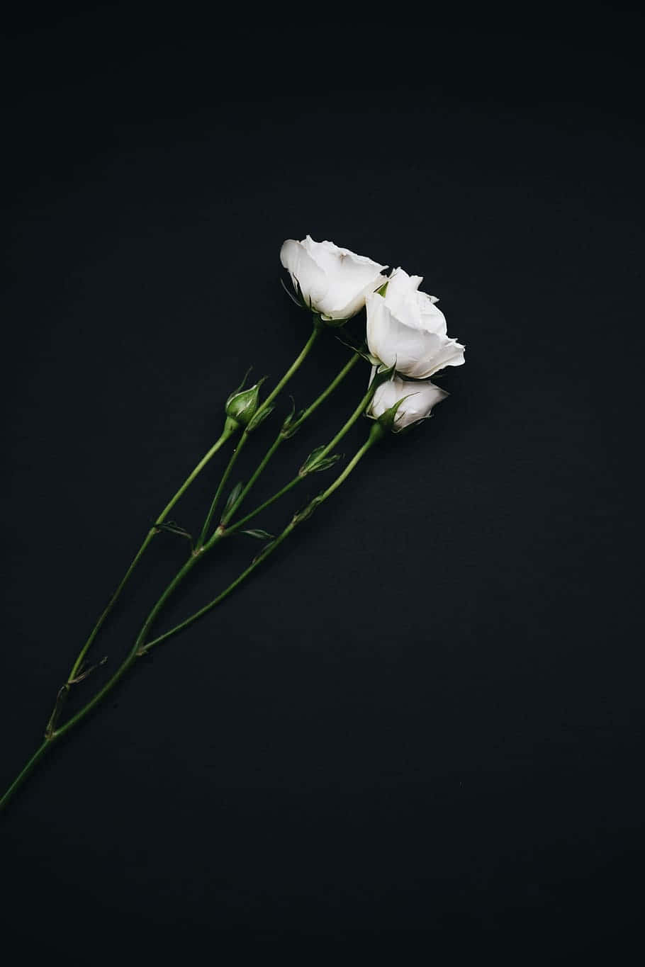一株潔白玫瑰，花瓣迷人 壁紙 — 三朵精緻的白玫瑰，帶有綠色莖和花蕾，在深黑色背景上以極簡構圖呈現。