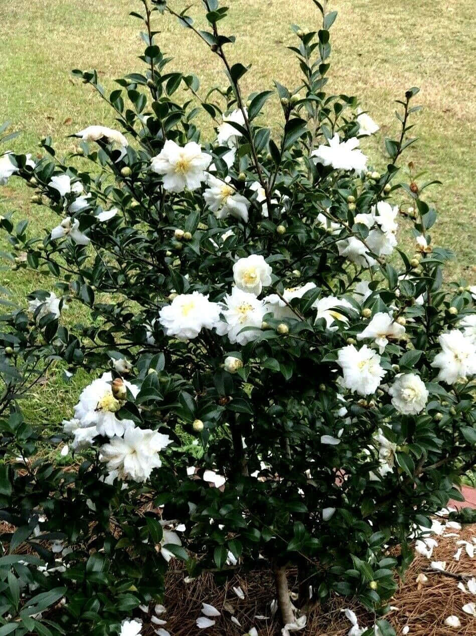 一株獨自盛開的山茶花（Sasanqua）展示其美麗粉紅花瓣 壁紙 — 一叢茂盛的白茶花在綠草和散落花瓣的背景下鮮豔綻放。