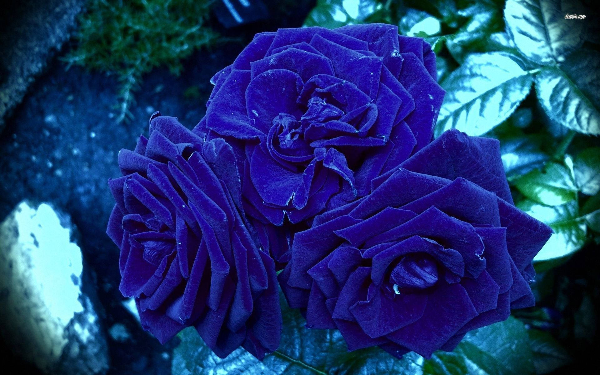 夜間花園中，暗綠色葉子上帶有露珠的三朵紫色玫瑰。