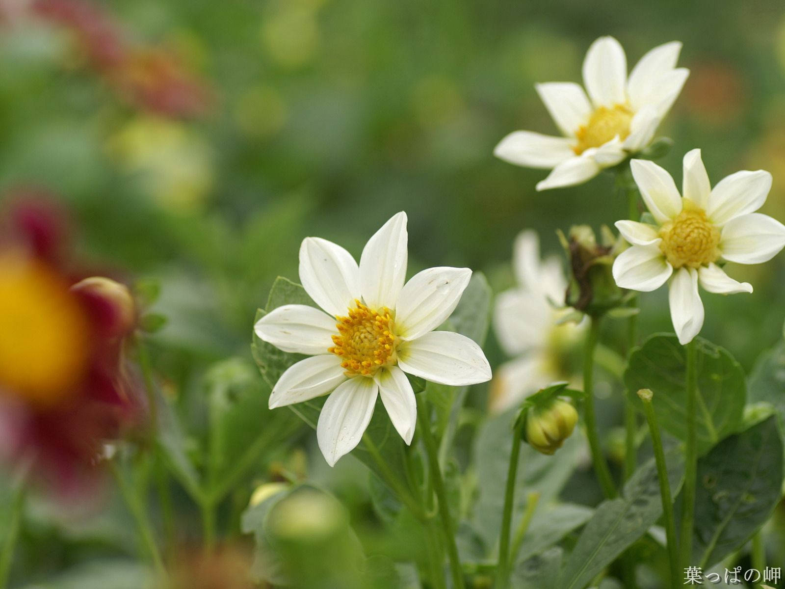 白色大麗花，黃色花心，在綠色花園中盛開。