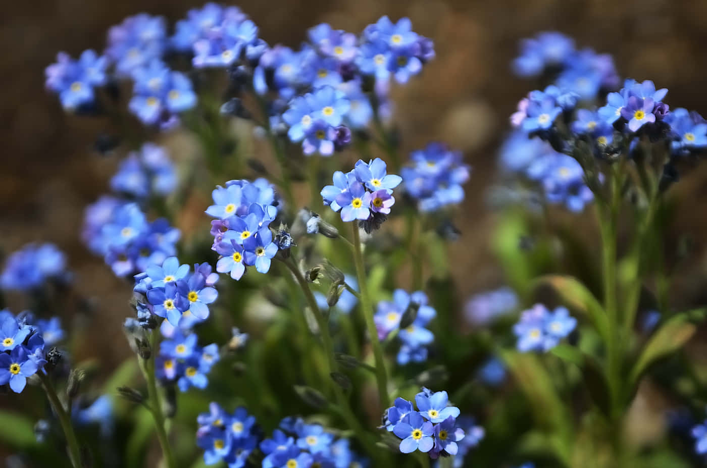 一株精緻美麗的勿忘我花 壁紙 — 精緻的藍色勿忘我，黃色花心，在模糊的泥土背景上柔和綻放。