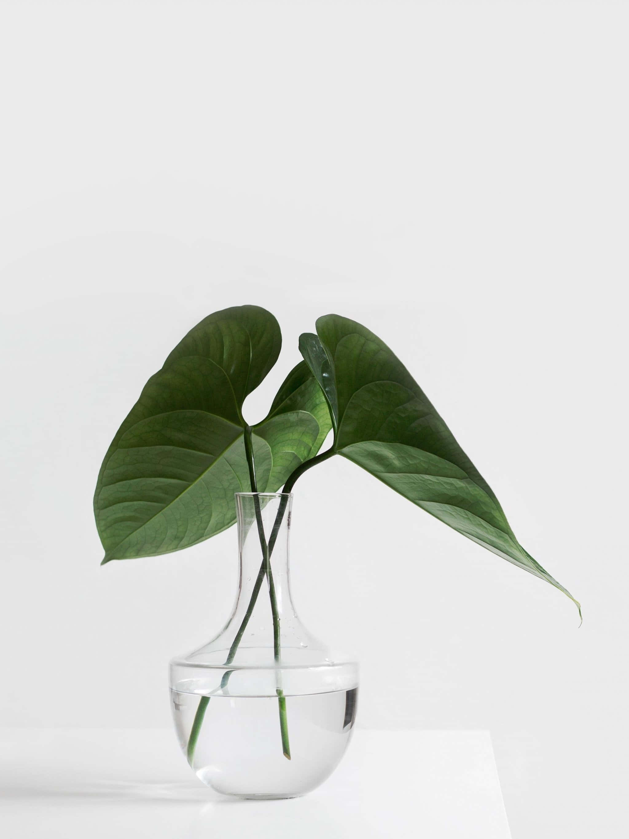 簡約美學 桌布 壁紙 — 一株綠色蔓綠絨植物，帶有光澤的心形葉子，優雅地從一個裝滿水的透明玻璃花瓶伸出，襯托在極簡的白色背景上。