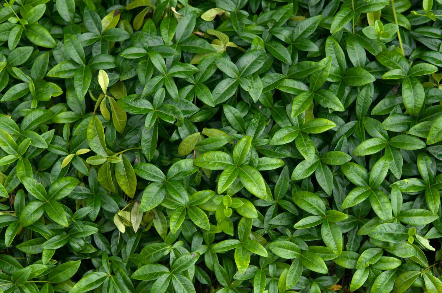 一株繁茂綠植完美融入任何空間 壁紙 — 一片茂密的鮮綠色葉子地毯，帶有各種色調和自然紋理，充滿了畫面。