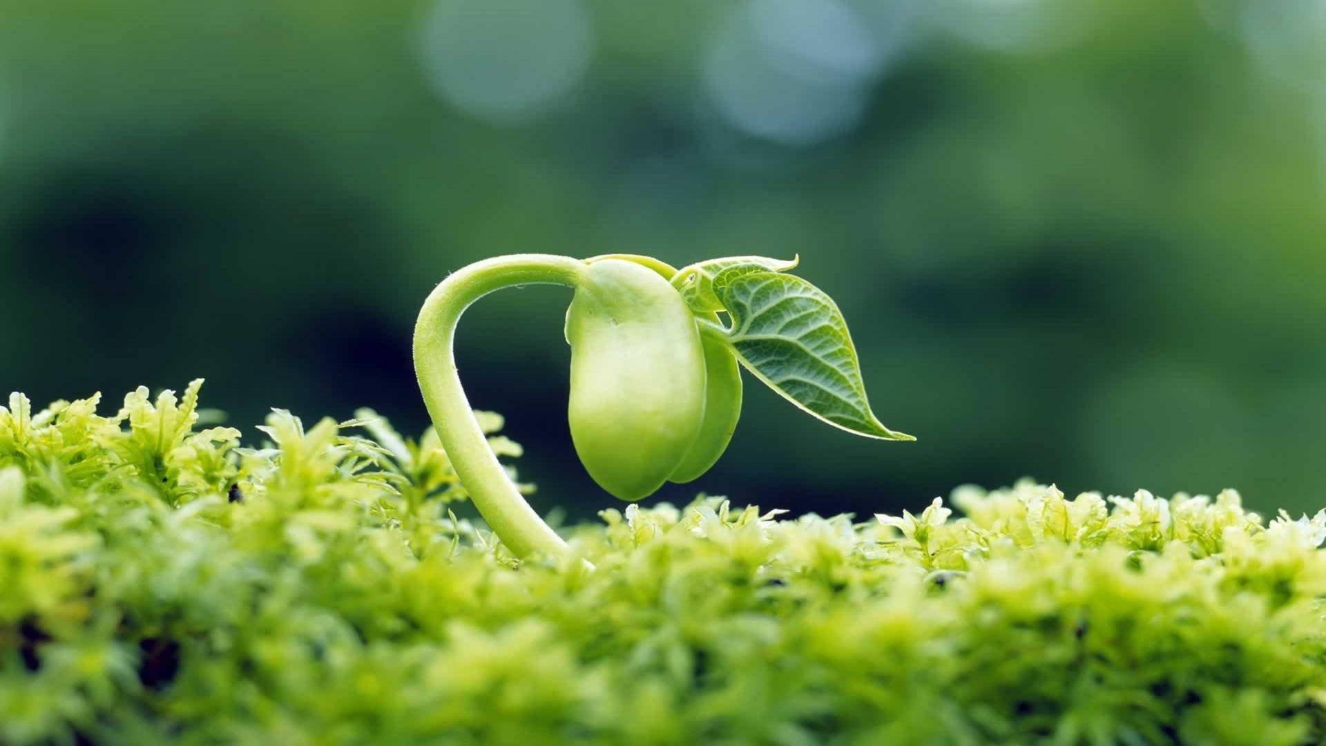 Beautiful Nature Photography 桌布 壁紙 — 一株纖細的綠色嫩芽，帶有心形莖和新鮮葉子，從充滿活力的苔蘚中冒出，背景是柔和模糊的森林。