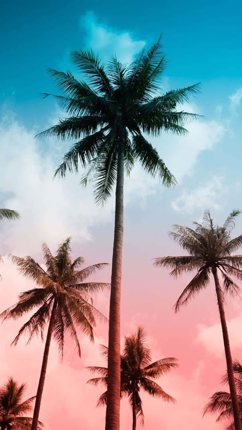 一株美麗可愛的棕櫚樹，適合自然愛好者。 壁紙 — 高聳的棕櫚樹伸向日落時分被鮮豔粉紅和藍綠色渲染的天空。
