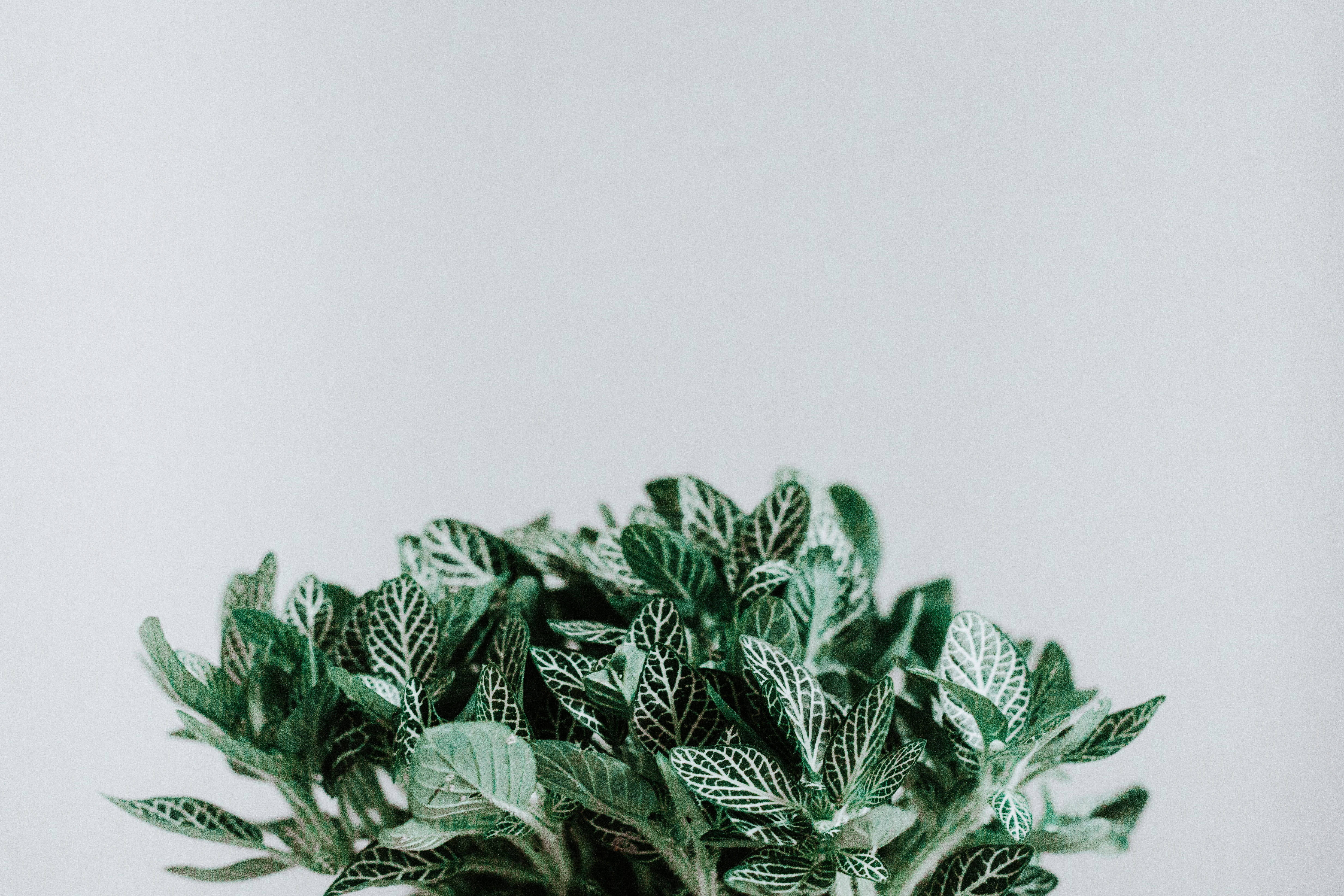 植物美學 桌布 壁紙 — 一株茂盛的綠色植物，葉片帶有複雜的白色葉脈，置於柔和的灰色背景前。