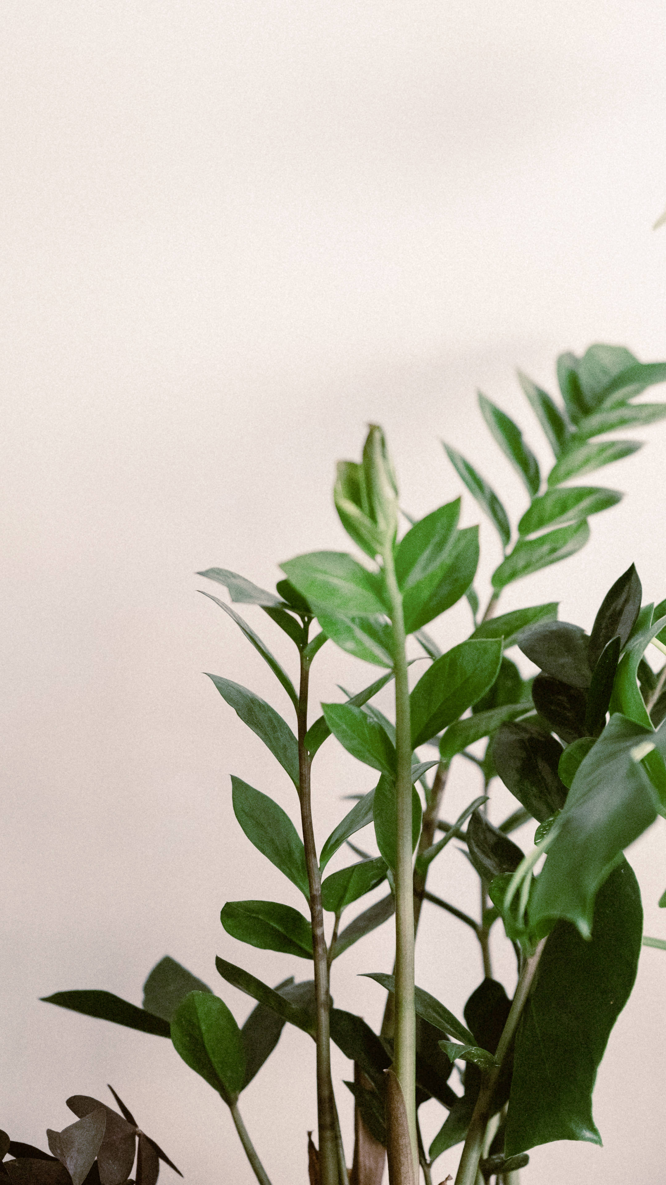 植物美學 桌布 壁紙 — 一株茂盛綠色ZZ植物嘅特寫，葉片光澤，背景係柔和米色。