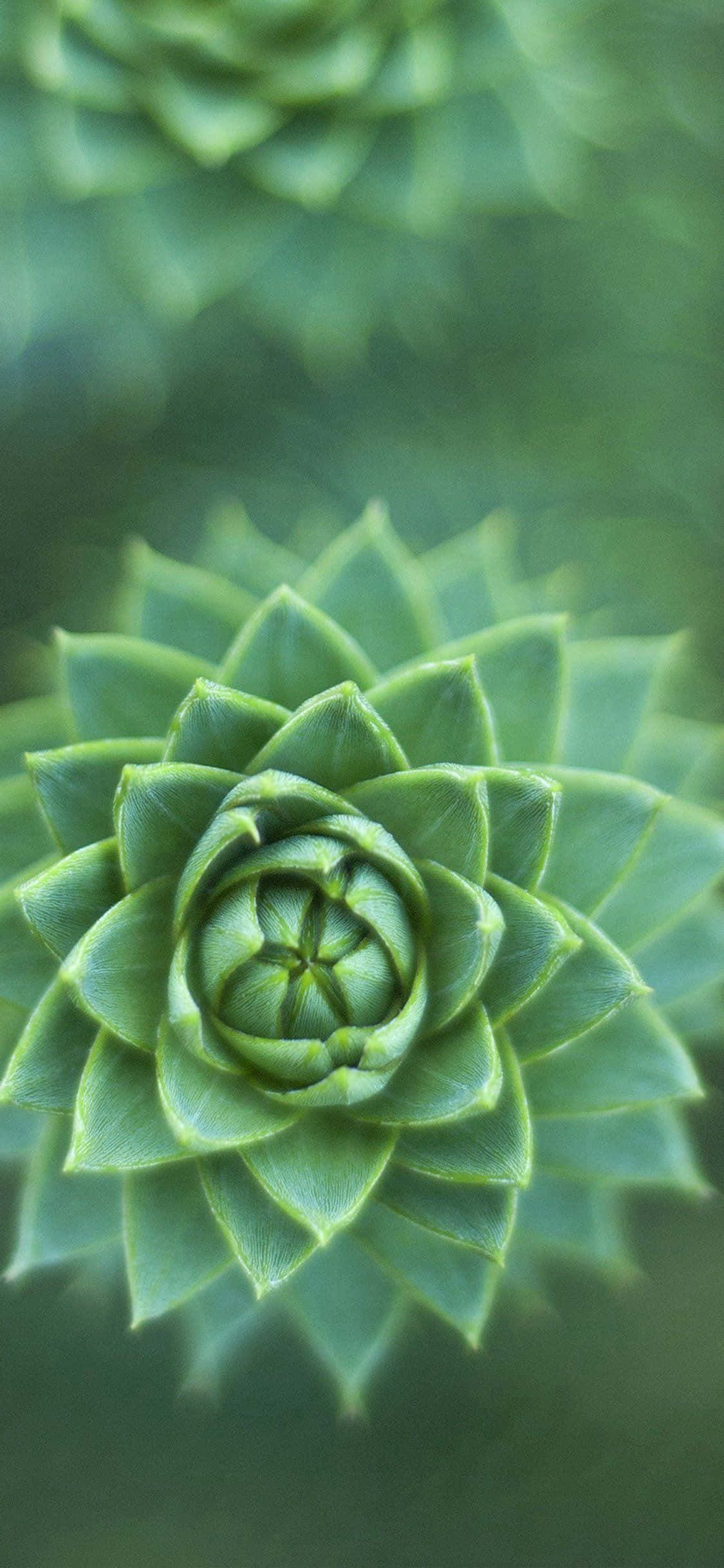 iPhone X Nature 桌布 壁紙 — 一株螺旋狀綠色多肉植物的特寫，其鋒利的葉片在柔和模糊的背景上形成幾何圖案。