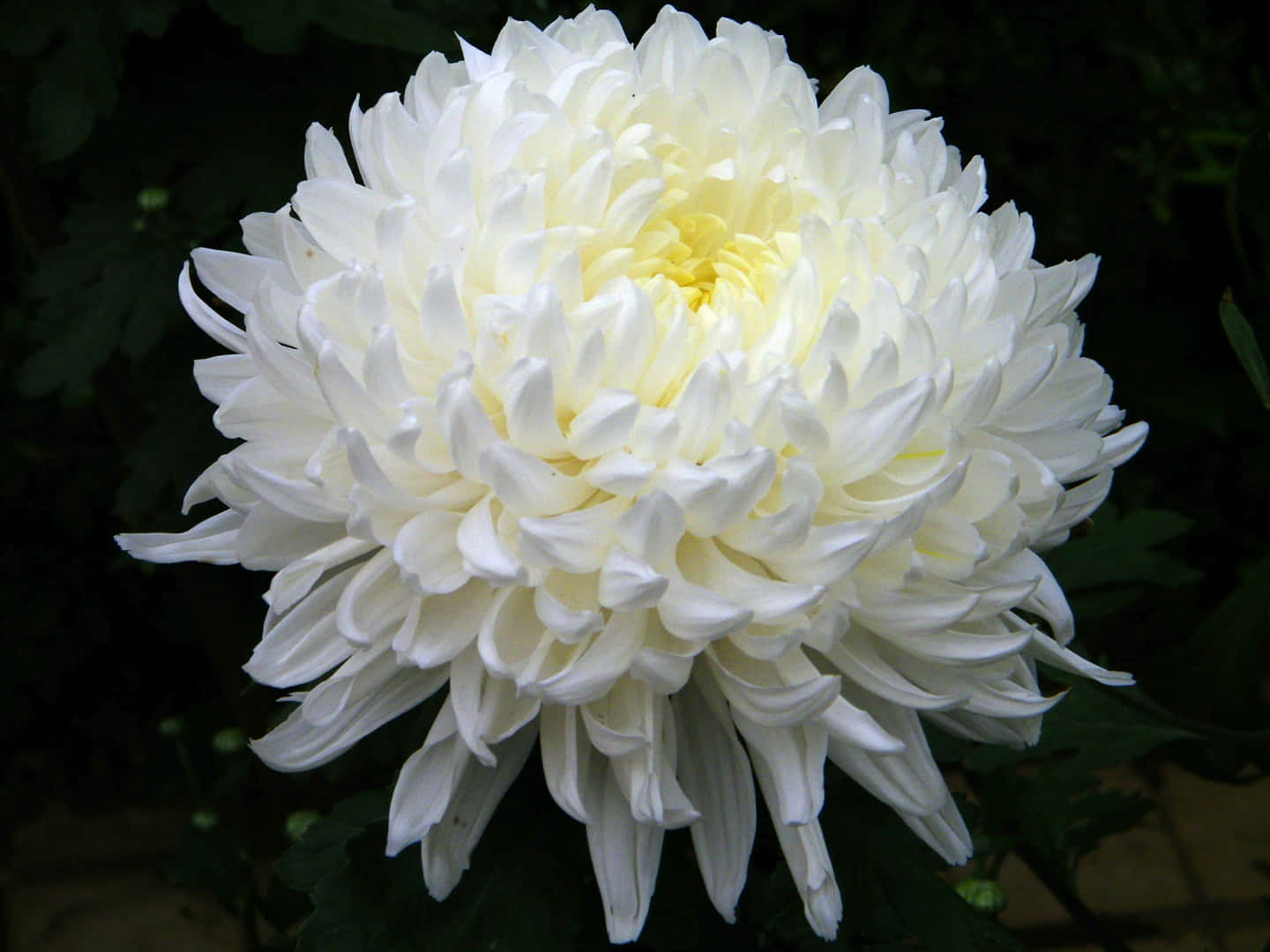 一株鮮豔粉紅色菊花的近照 壁紙 — 一朵純潔的白菊花，帶有精緻的層層花瓣和柔軟的黃色花心，在深綠色葉子的襯托下盛開。