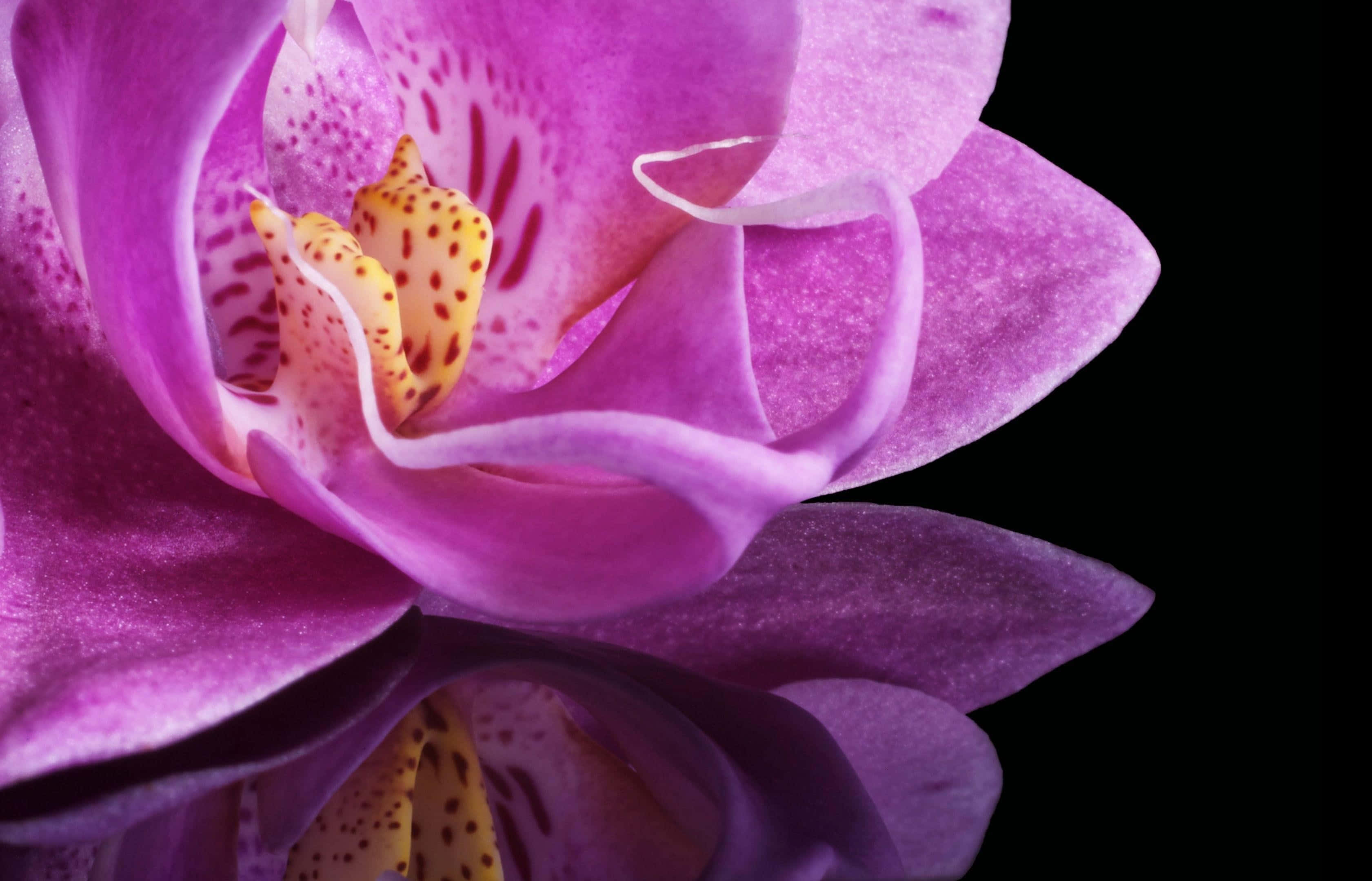 Orchids 桌布 壁紙 — 一株鮮豔紫色蘭花的特寫，帶有斑點黃色中心，襯托在純黑背景上。