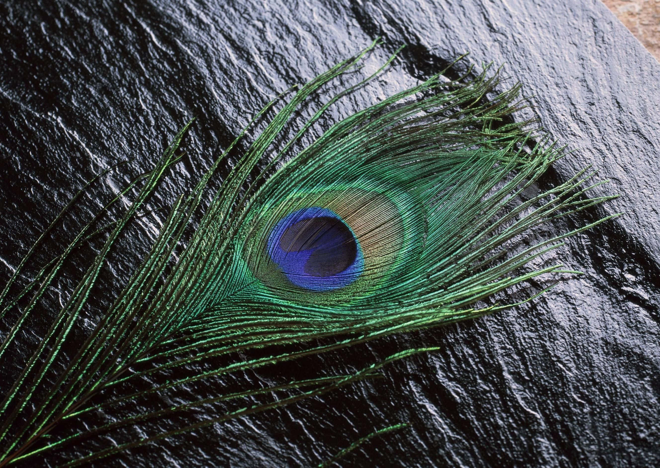Iridescent Peacock Feathers 壁紙 — 一根單一的虹彩孔雀羽毛，帶有鮮豔的綠色和藍色眼狀圖案，放置在深色紋理板岩表面上。