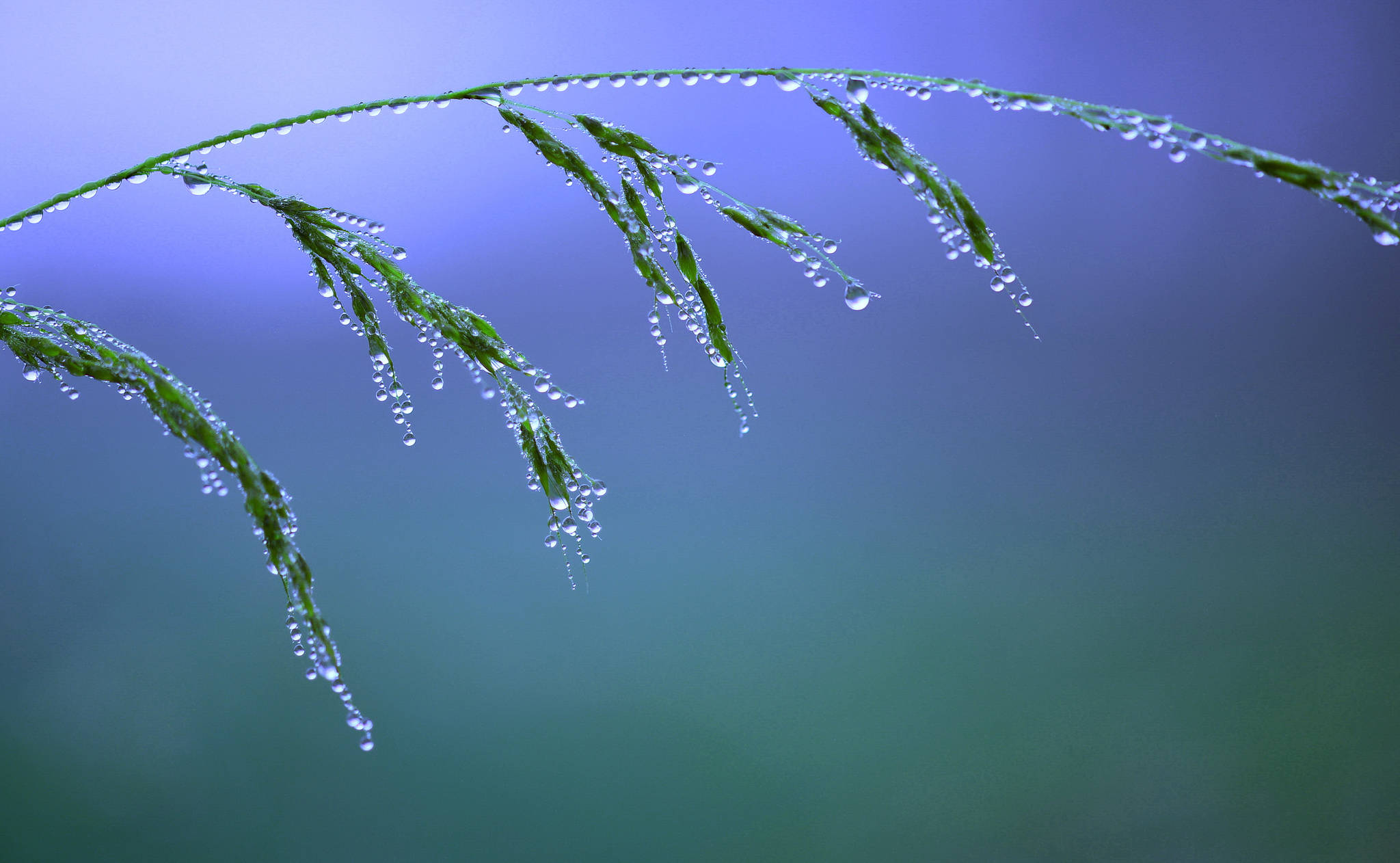 Falling Water 桌布 壁紙 — 一根沾滿露水的草莖在柔和的藍色漸變天空下優雅地彎曲。