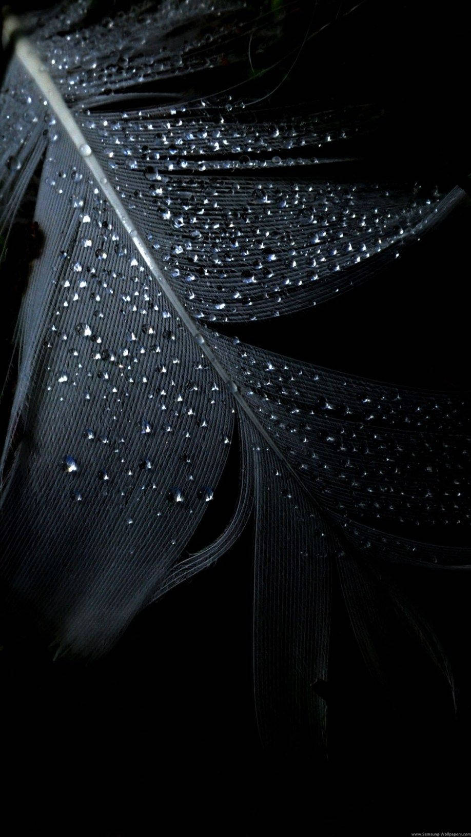 Droplets 桌布 壁紙 — 一根深色羽毛在純黑背景下閃爍著露珠，呈現戲劇性的微距拍攝效果。