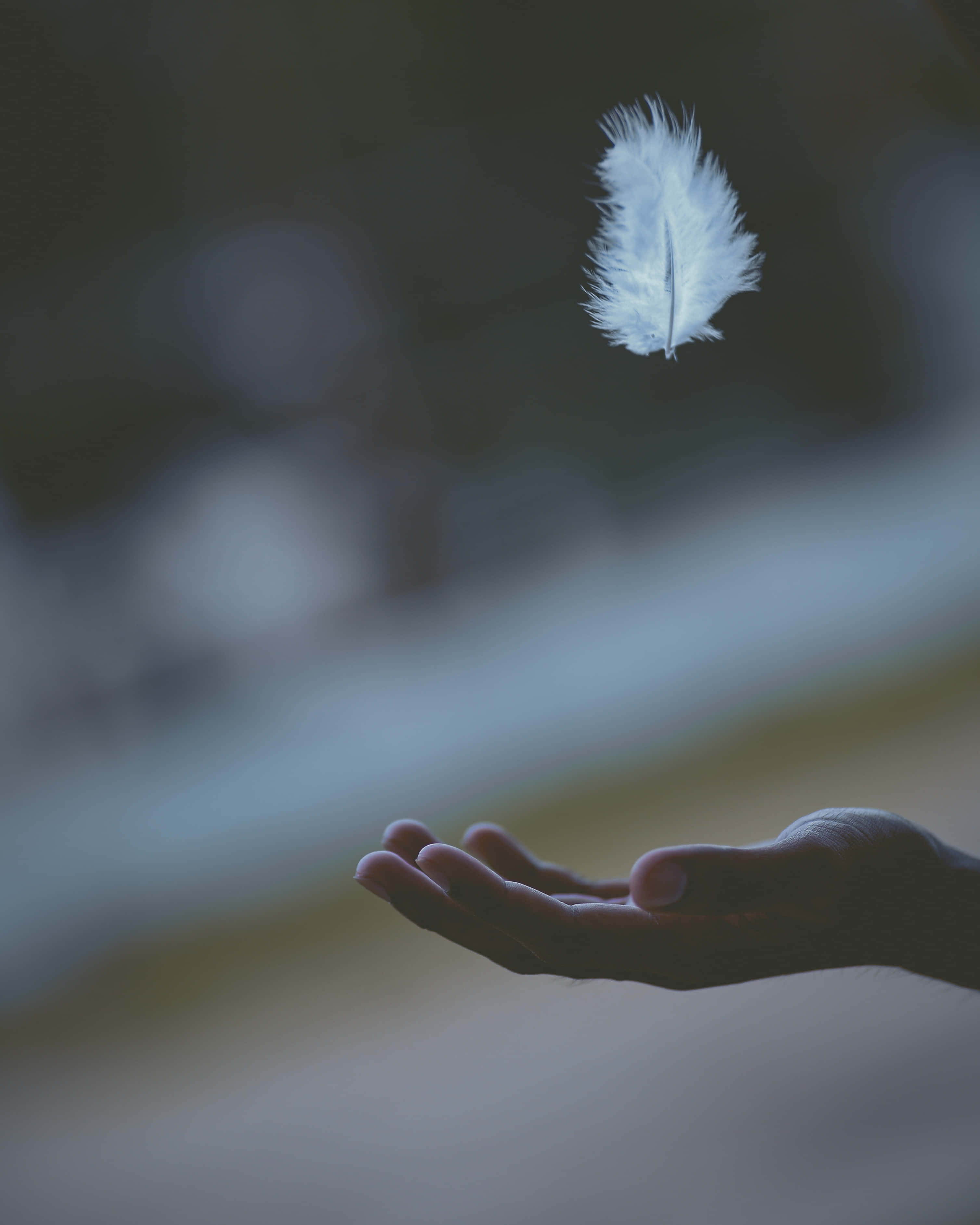 Reiki 桌布 壁紙 — 一根精緻的白色羽毛懸浮在一隻伸出的手上方，背景柔和模糊。