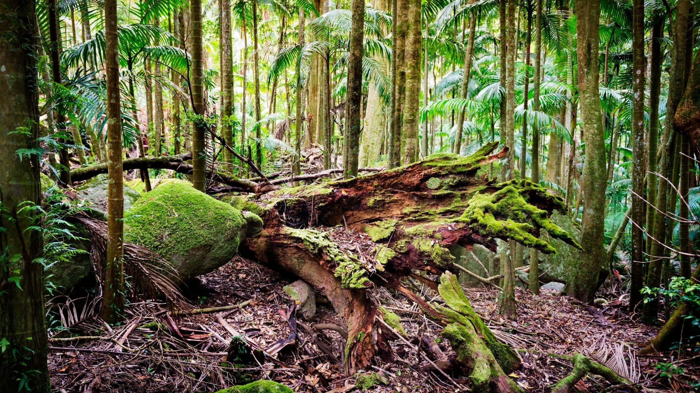 Forest Conservation 桌布 壁紙 — 一根長滿苔蘚的倒下的圓木躺在一片茂密、陽光斑駁的熱帶雨林中，周圍是高高的棕櫚樹。