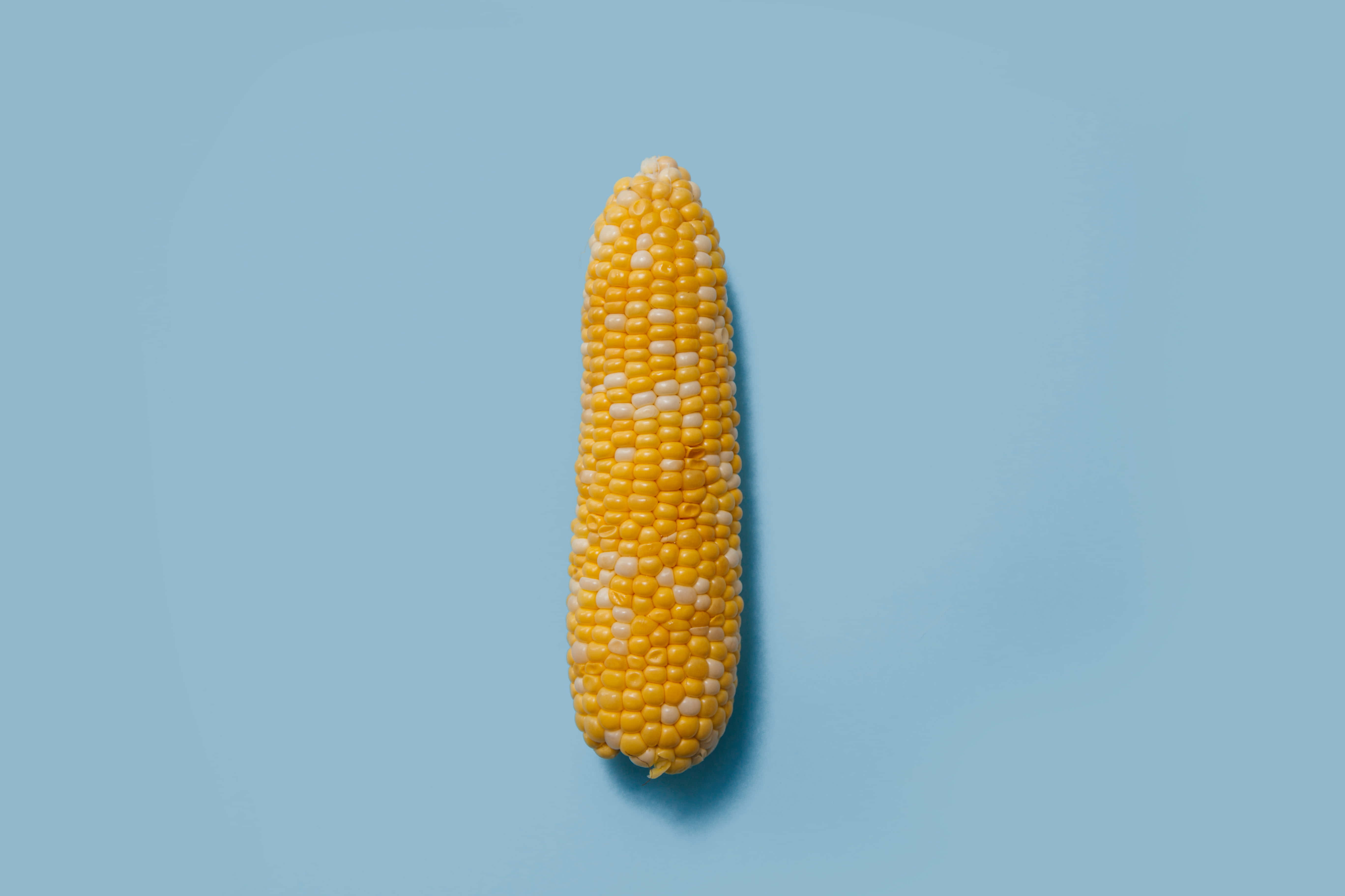 Yellow Corn 桌布 壁紙 — 一根黃白相間的玉米直立於柔和的藍色背景上，帶有柔和陰影。