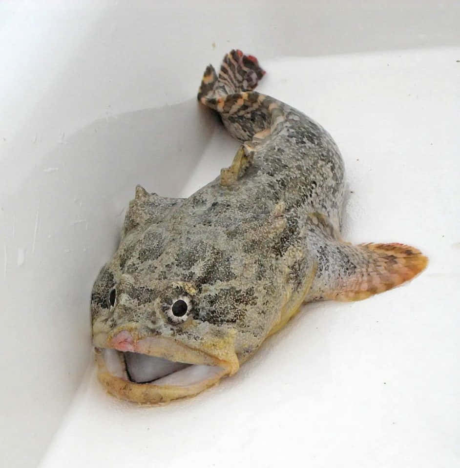Toadfish 桌布 壁紙 — 一條偽裝的青蛙魚，帶有斑駁的灰色皮膚和張開的嘴巴，在容器中的白色泡沫上休息。