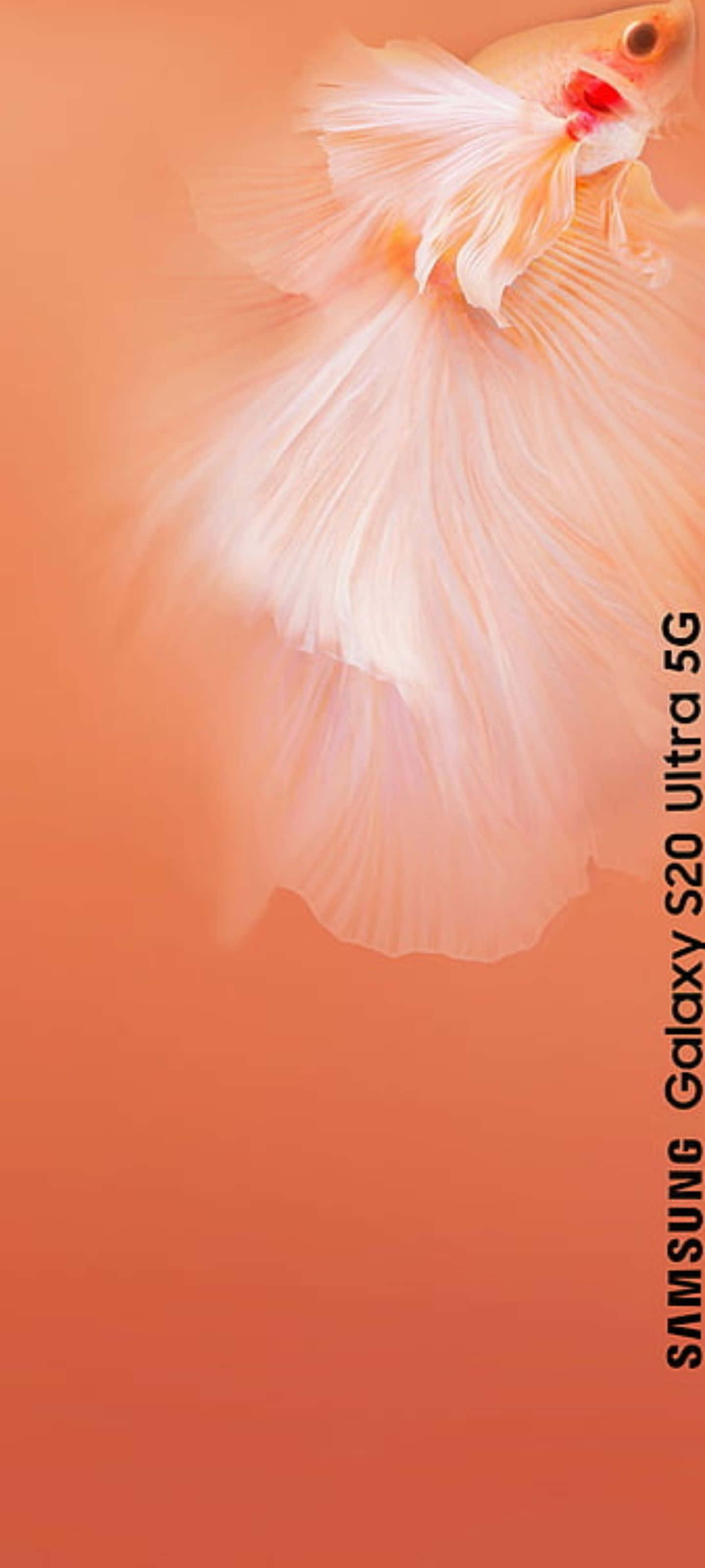 Samsung S20 桌布 壁紙 — 一條優雅的鬥魚，擁有流動的白色魚鰭，在蜜桃色和珊瑚色的柔和漸變中滑行。